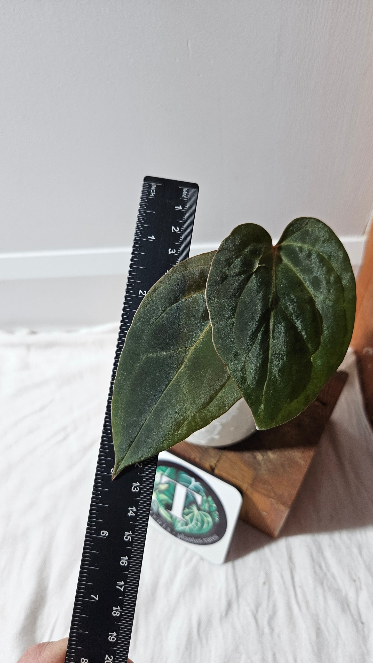 Anthurium Papillilaminum Legend X Fortsherman "format MOYEN" (ANT-620)