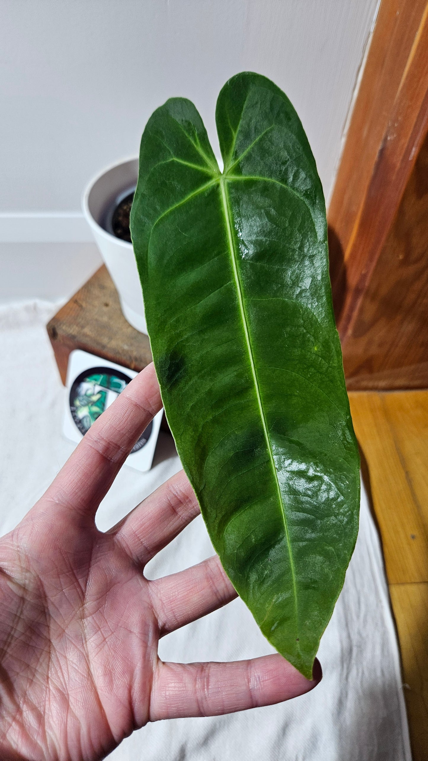 Anthurium Metallicum Narrow "Format MOYEN/LARGE" (ANT-476)