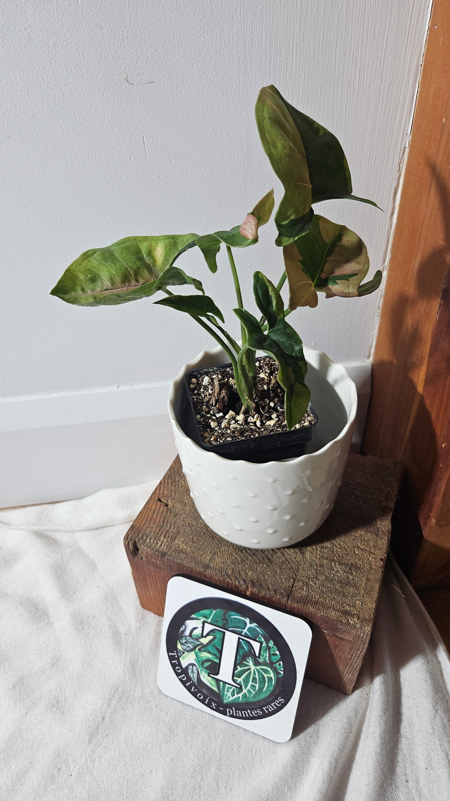 Syngonium Pink Lava (SYN-187)