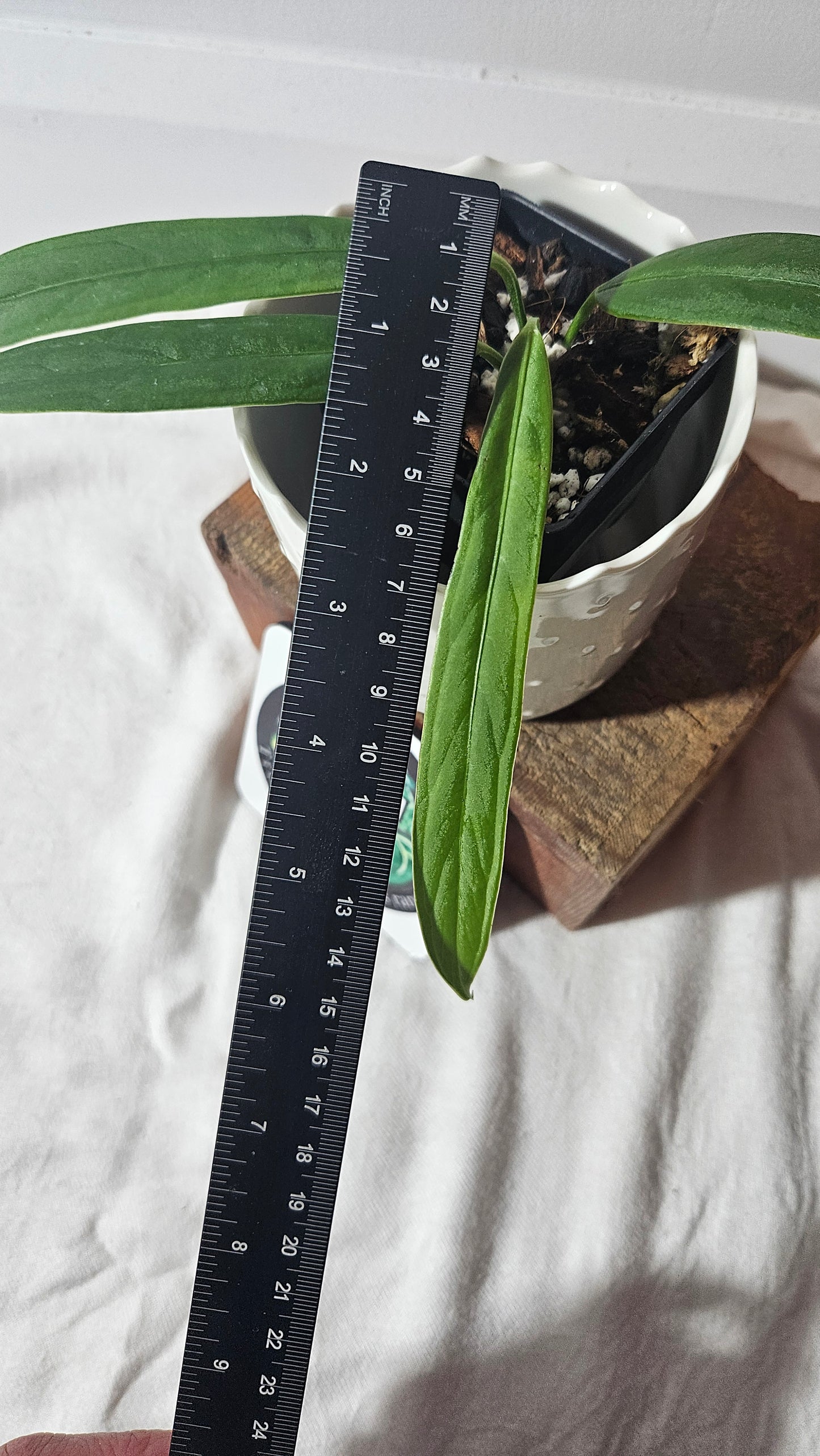 Anthurium Ceronii Aff "format SEEDLING"(ANT-401)