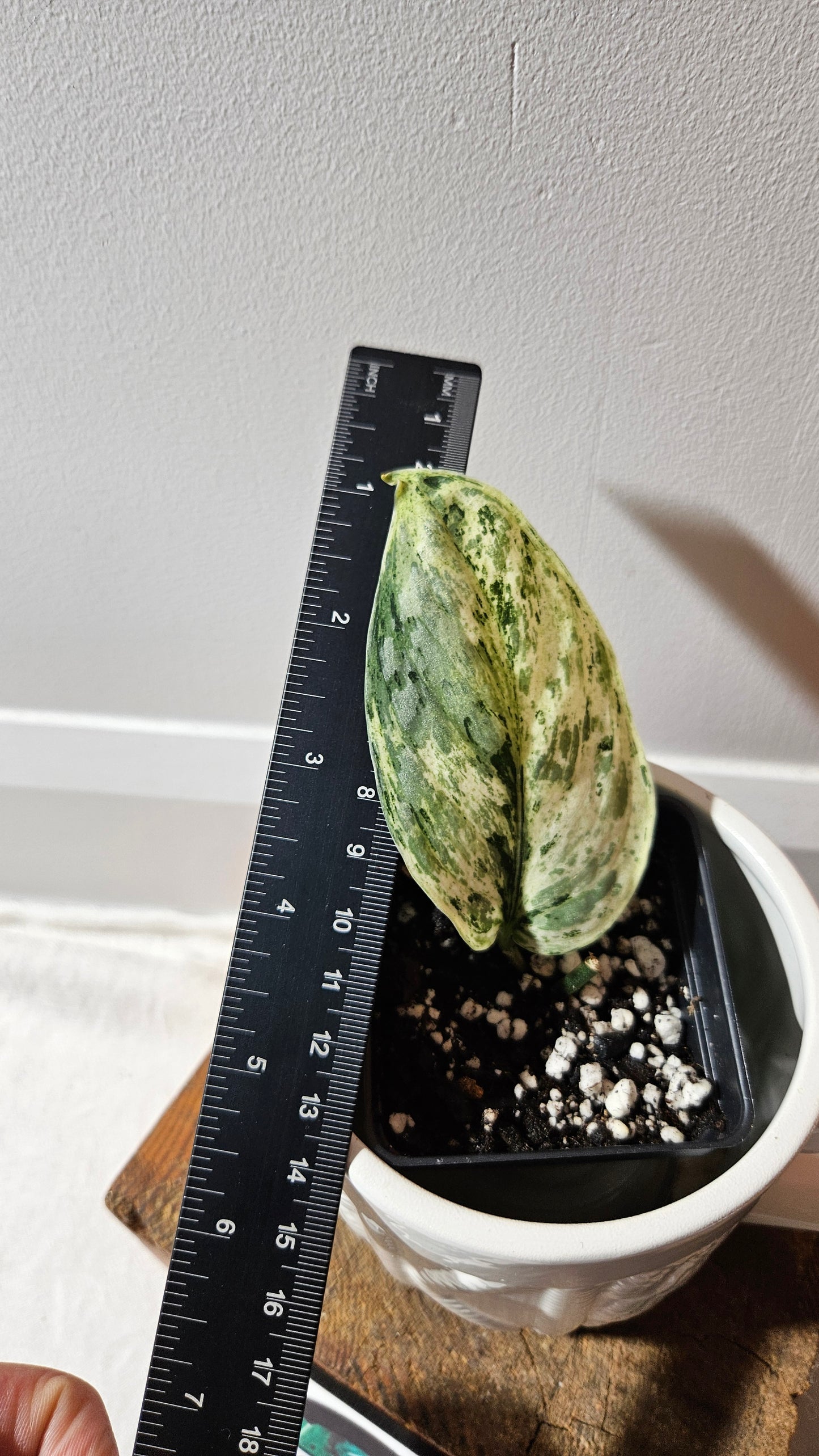 Scindapsus Peasun (SCI-1063)