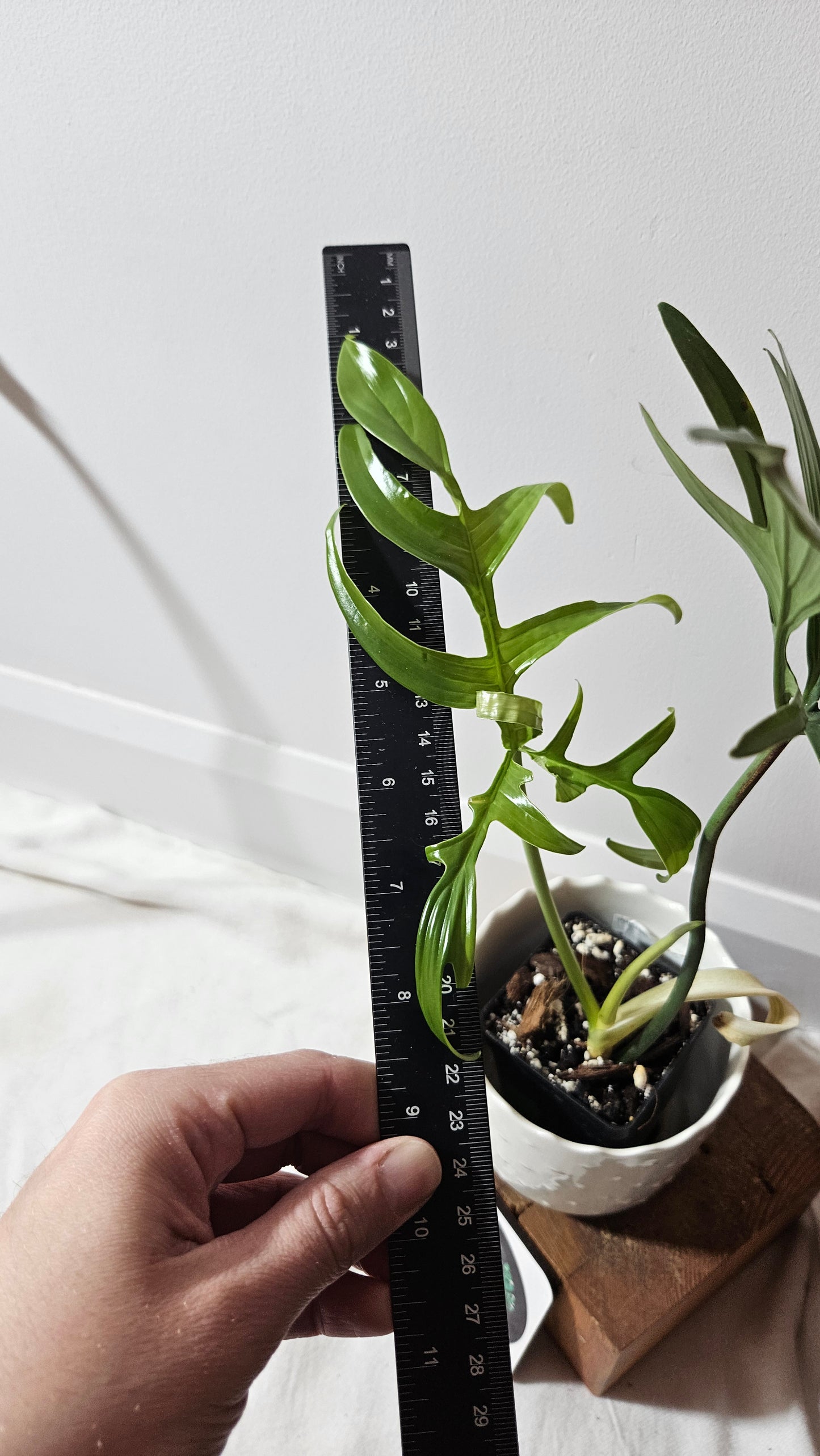 Philodendron Quercifolium (PHI-704)