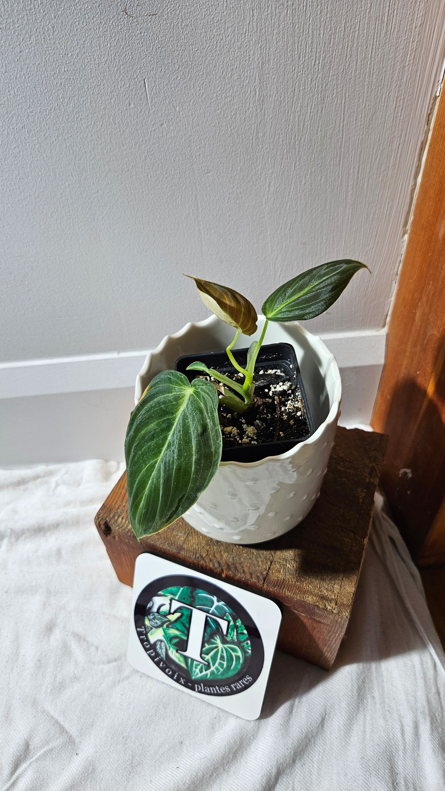 Philodendron Melanochrysum (PHI-863)