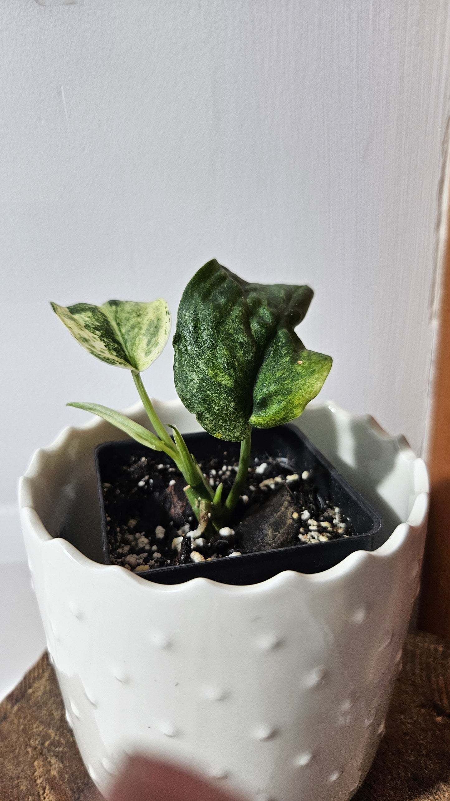 Scindapsus Dark Splash Variegata (SCI-1038)