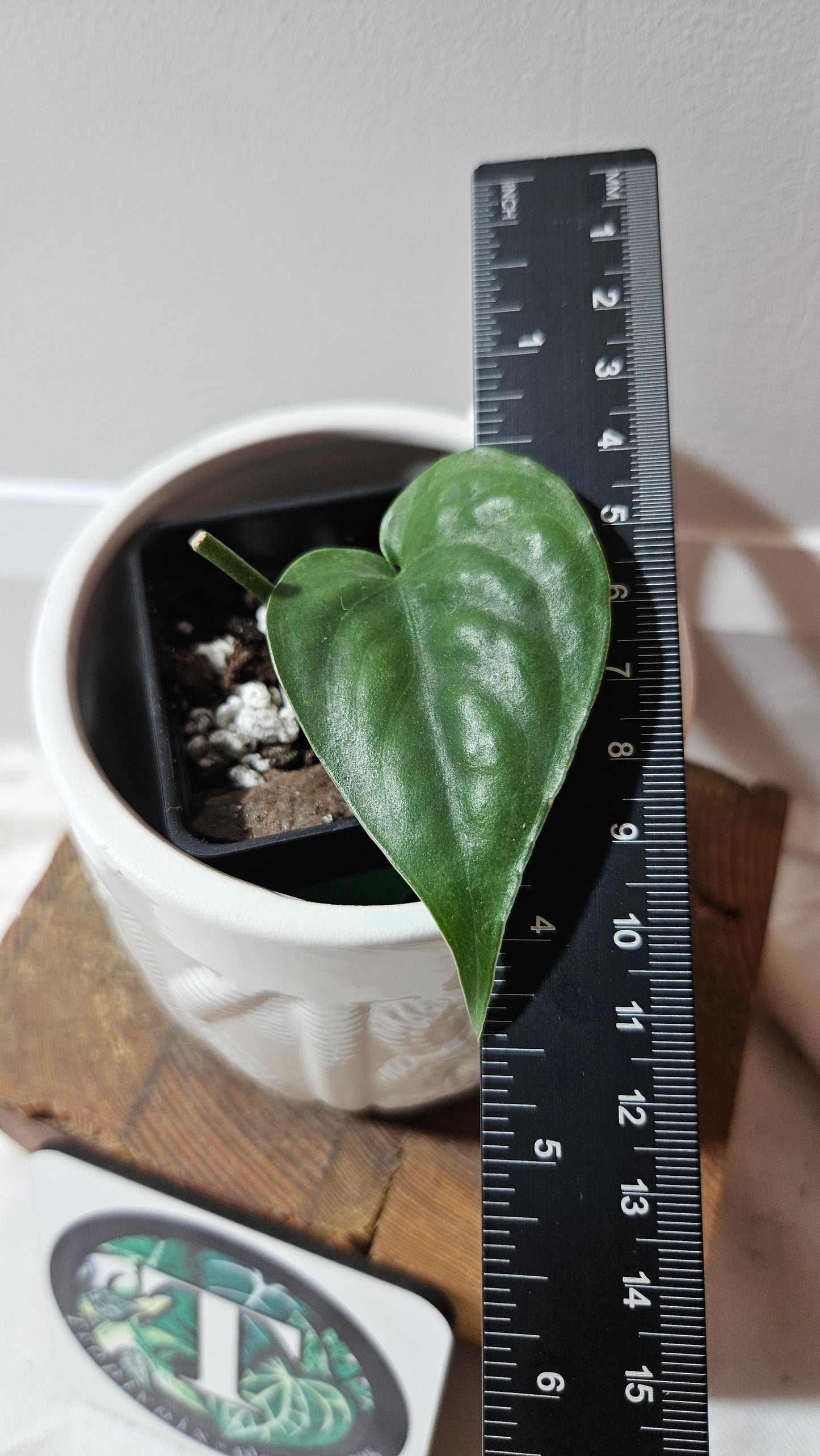 Scindapsus Lucens (SCI-1260)