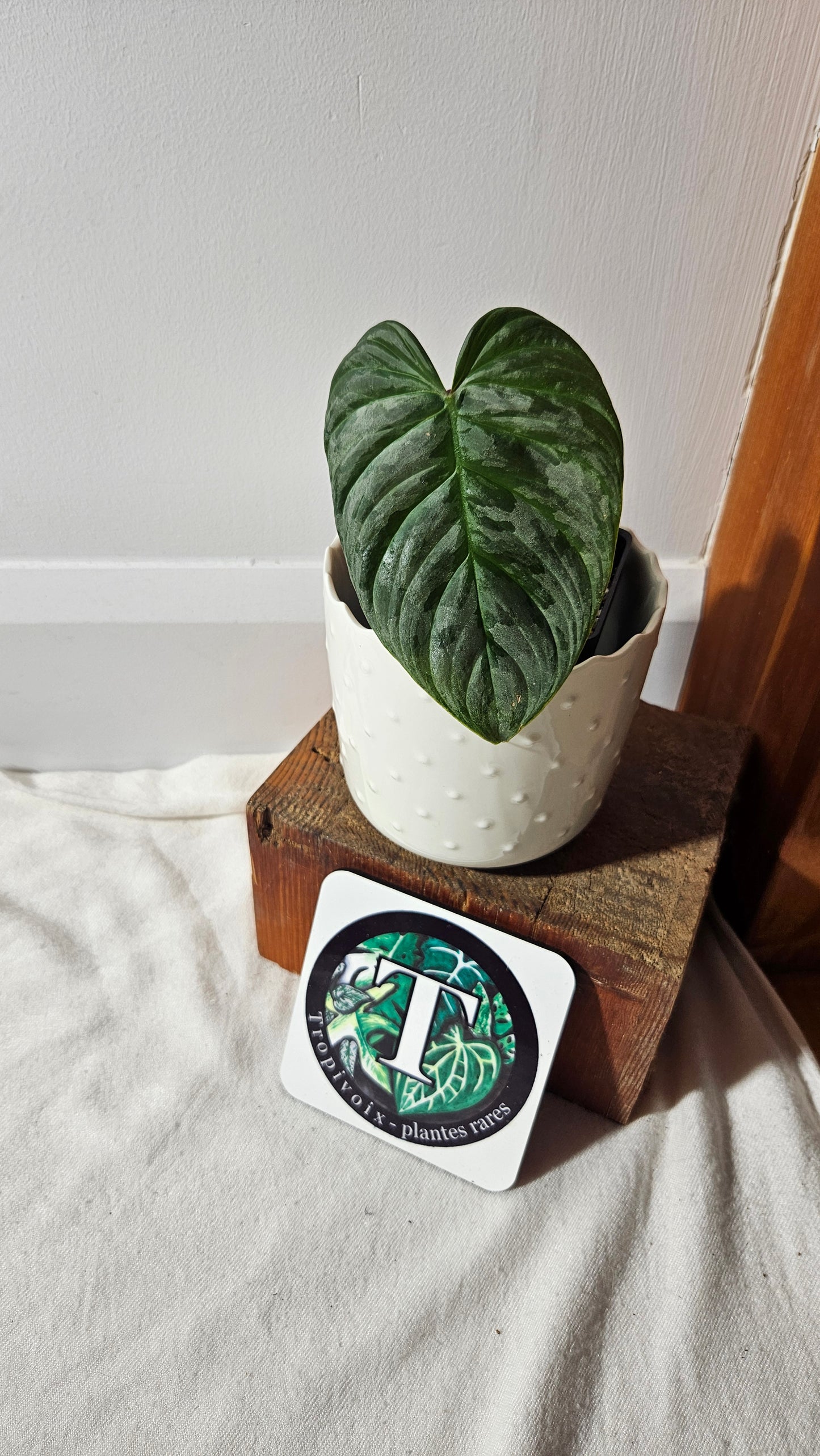 Philodendron Majestic (PHI-779)