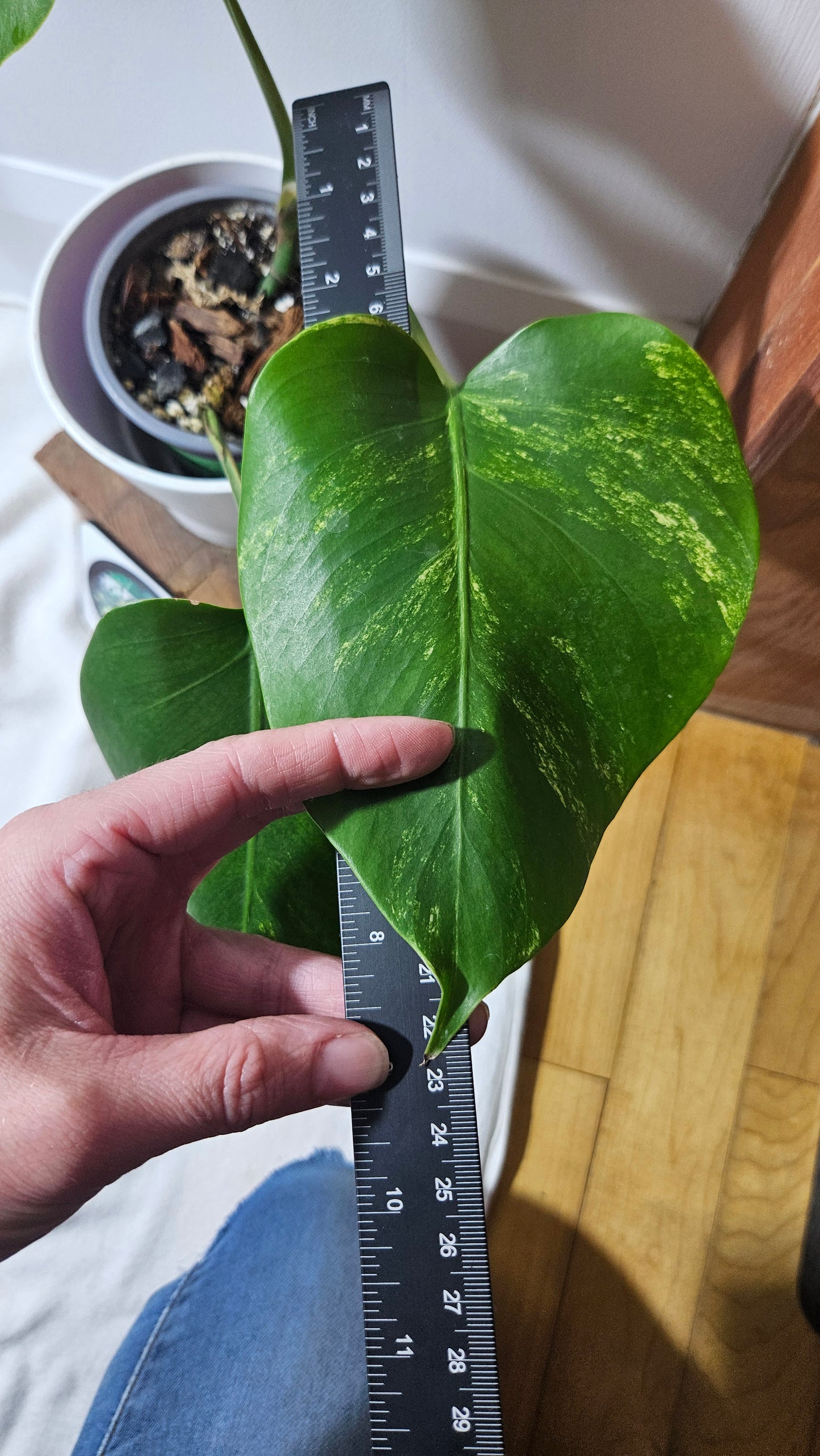 Monstera Aurea (MON-388)