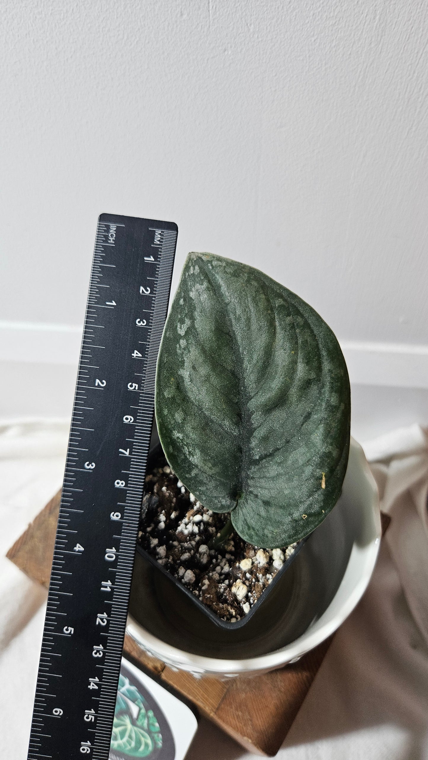 Scindapsus Dark Splash Bornéo (SCI-772)