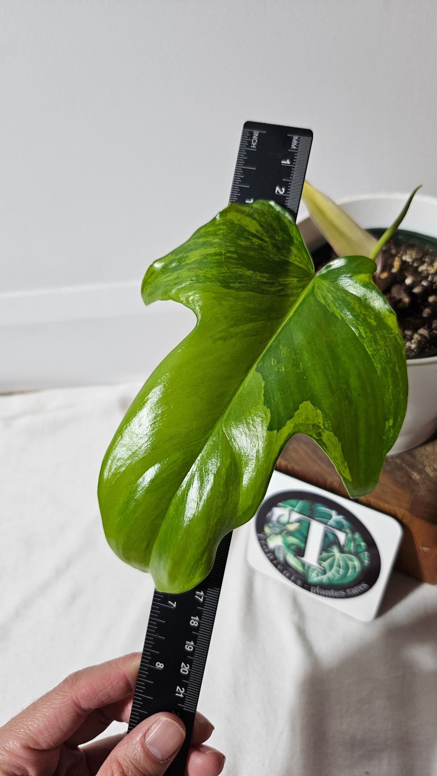 Philodendron Florida Beauty (PHI-113)