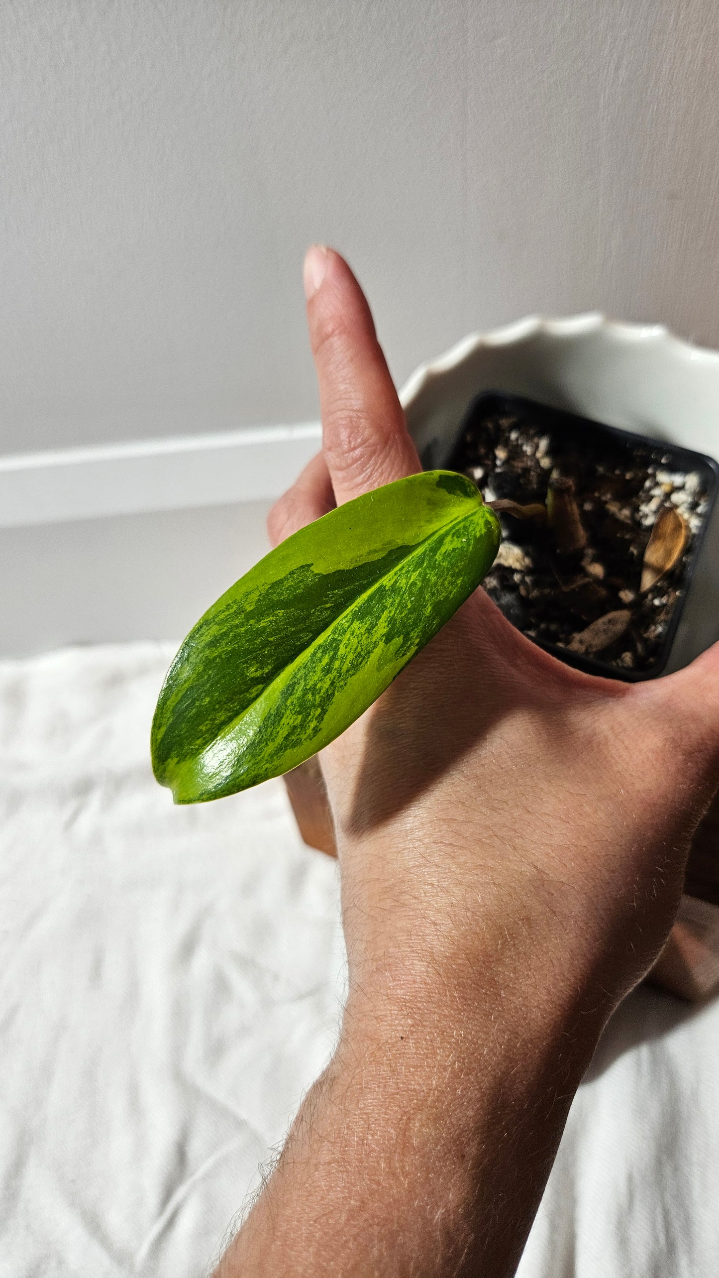 Philodendron Florida Beauty (PHI-877)