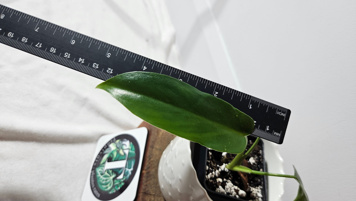 Philodendron Golden Dragon (PHI-755)