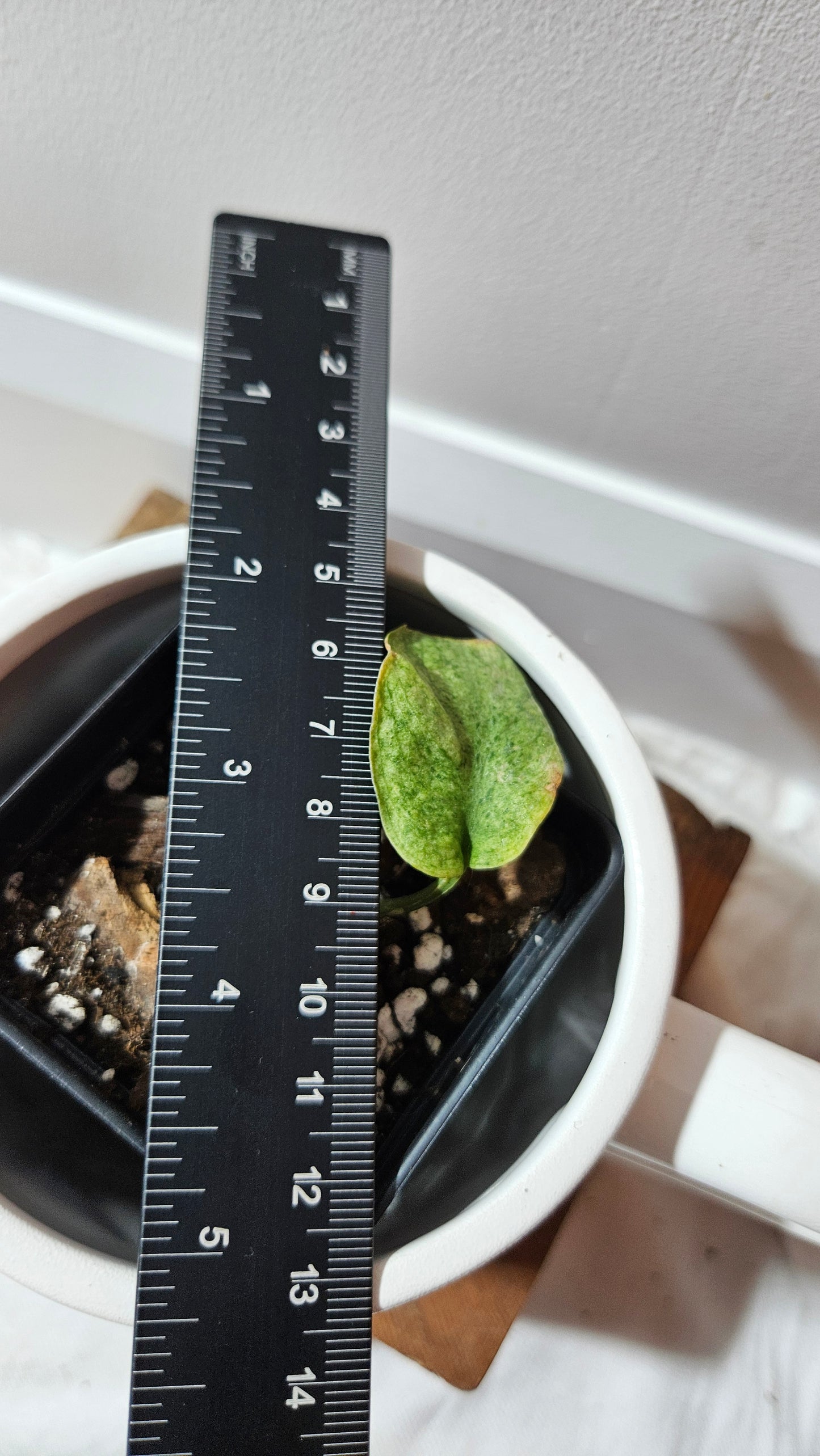 Scindapsus Mojito (SCI-1252)