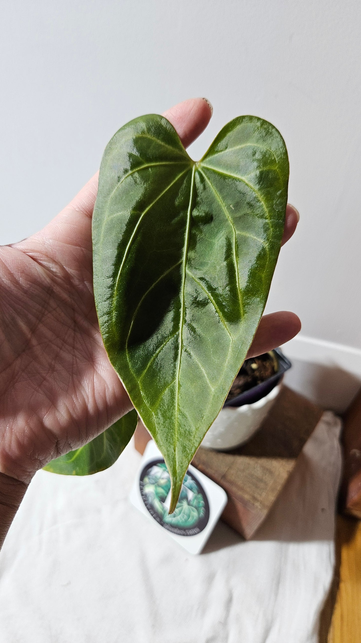 Anthurium Magnificum X AOS Équateur "format MOYEN"(ANT-222)