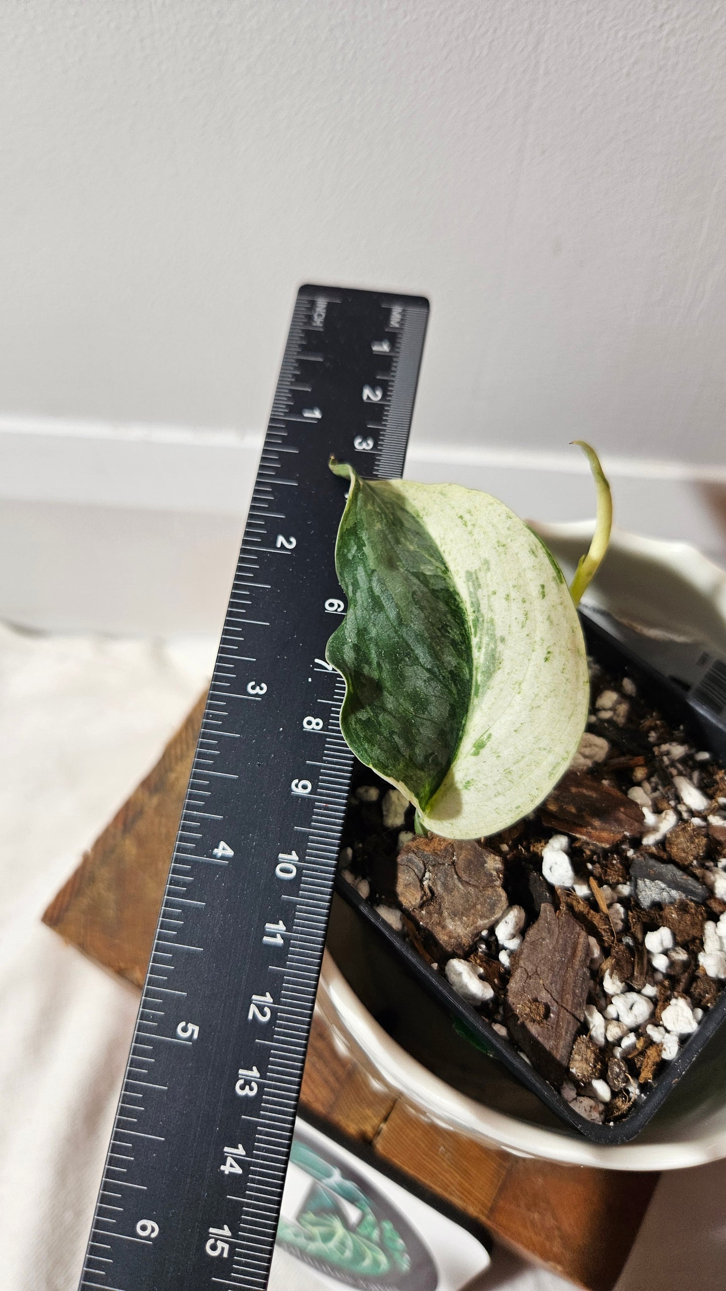 Scindapsus Salamount (SCI-827)