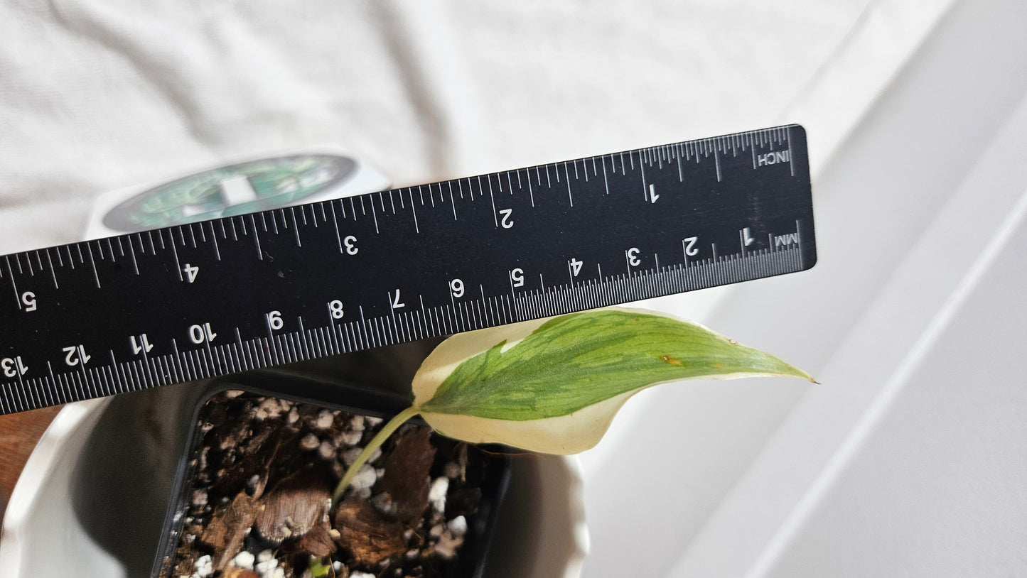 Philodendron Hederaceum Rio (PHI-805)