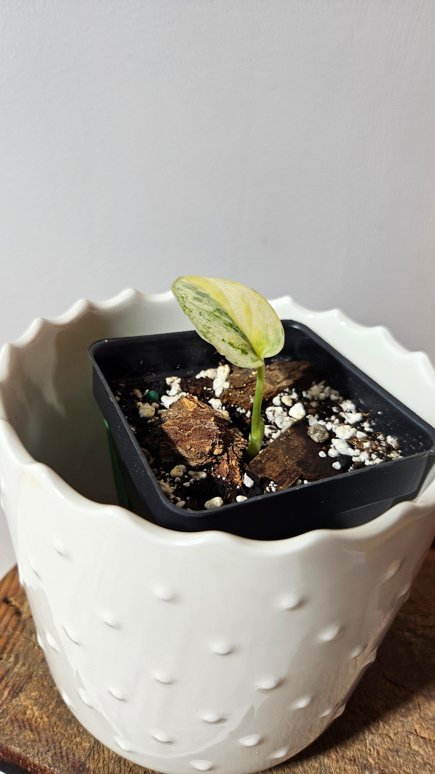 Scindapsus Silver Splash Tricolore (SCI-706)