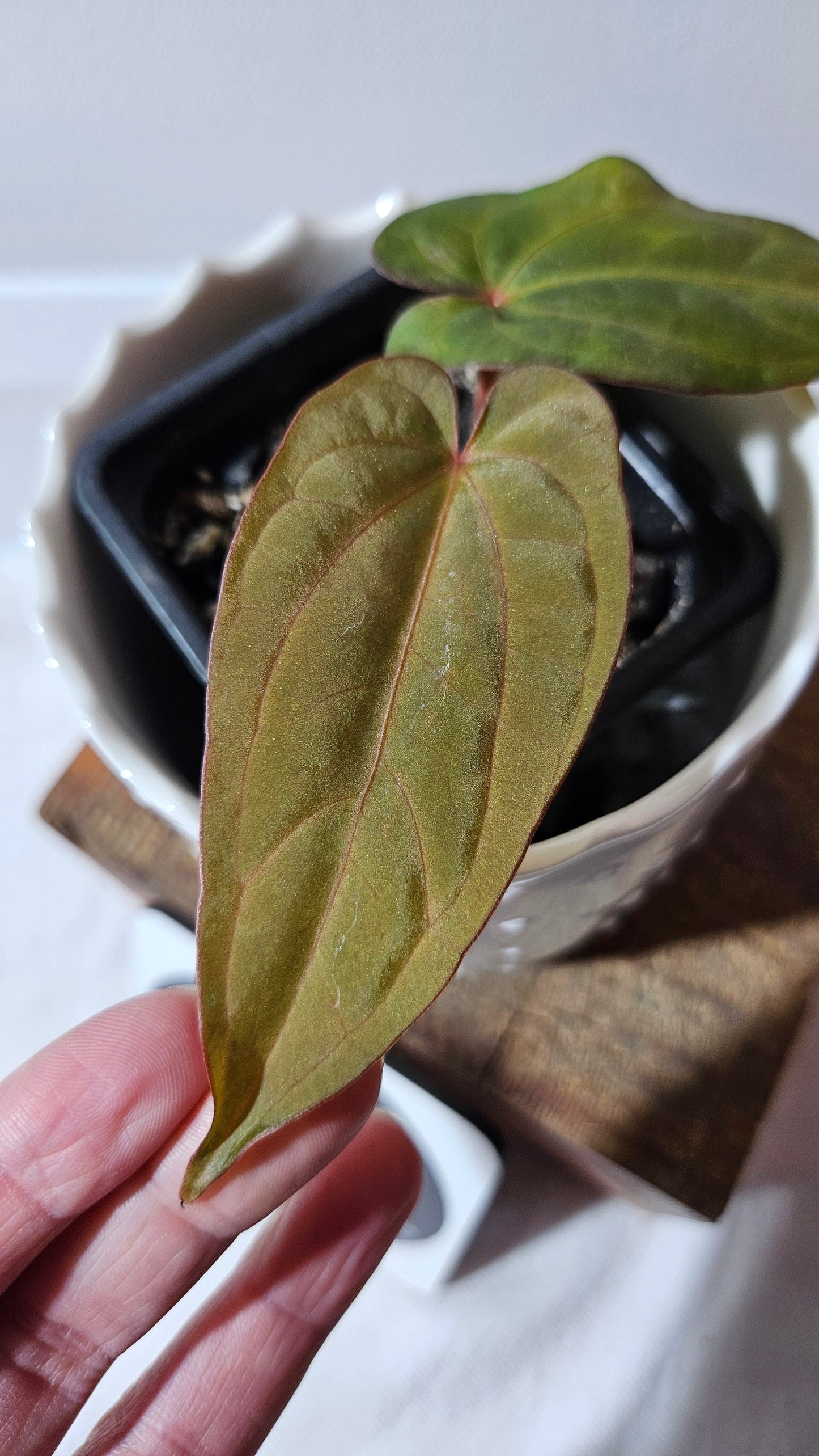Anthurium Dressleri Pink "format PETIT" (ANT-217)