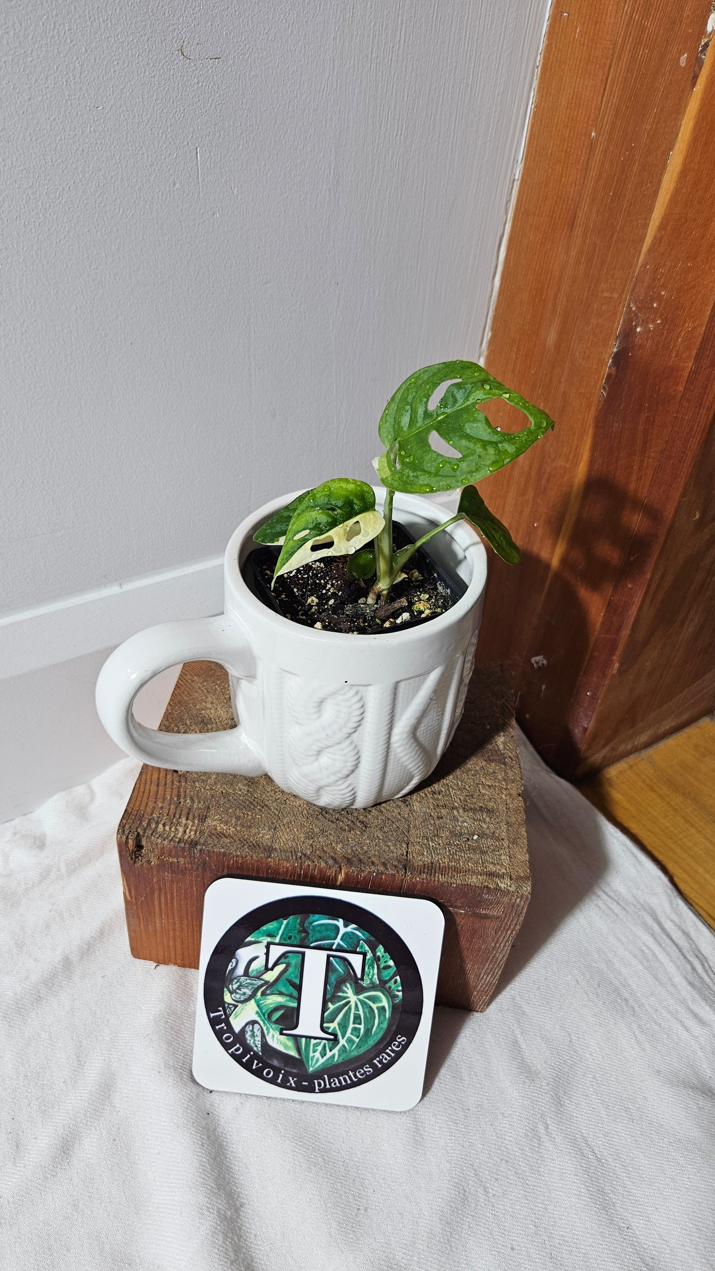 Monstera Andasonii Albo (MON-472)
