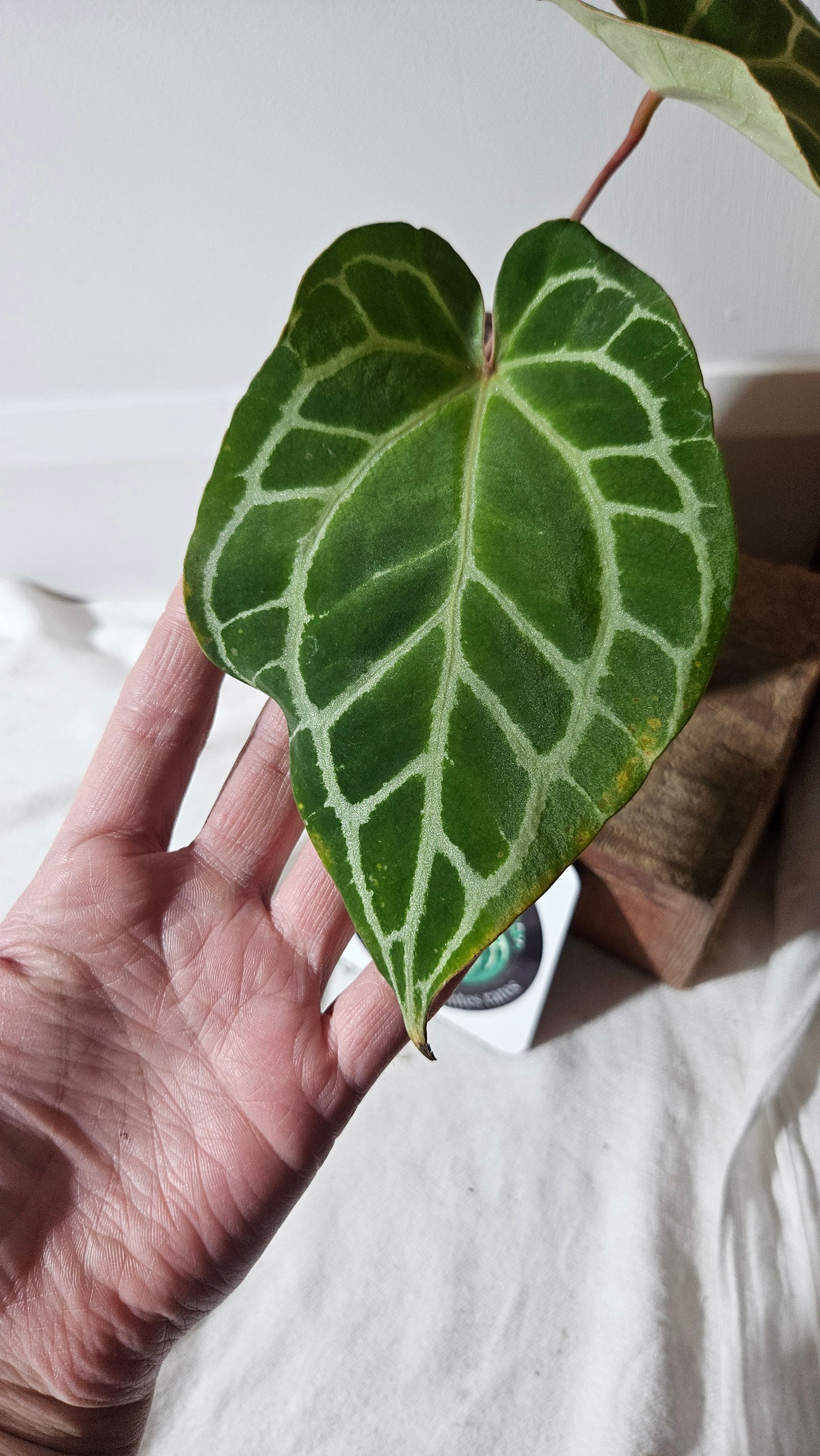 Anthurium Crystallinum (d'équateur) "format MOYEN" (ANT-387)