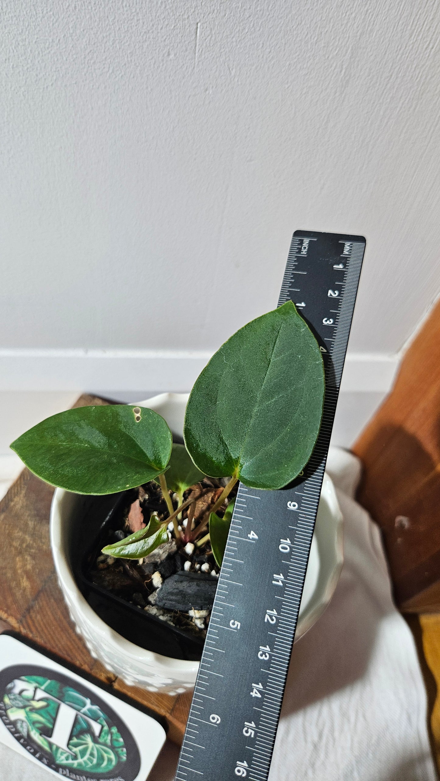 Anthurium Papillilaminum X Warocqueanum "format PETIT" (ANT-429)