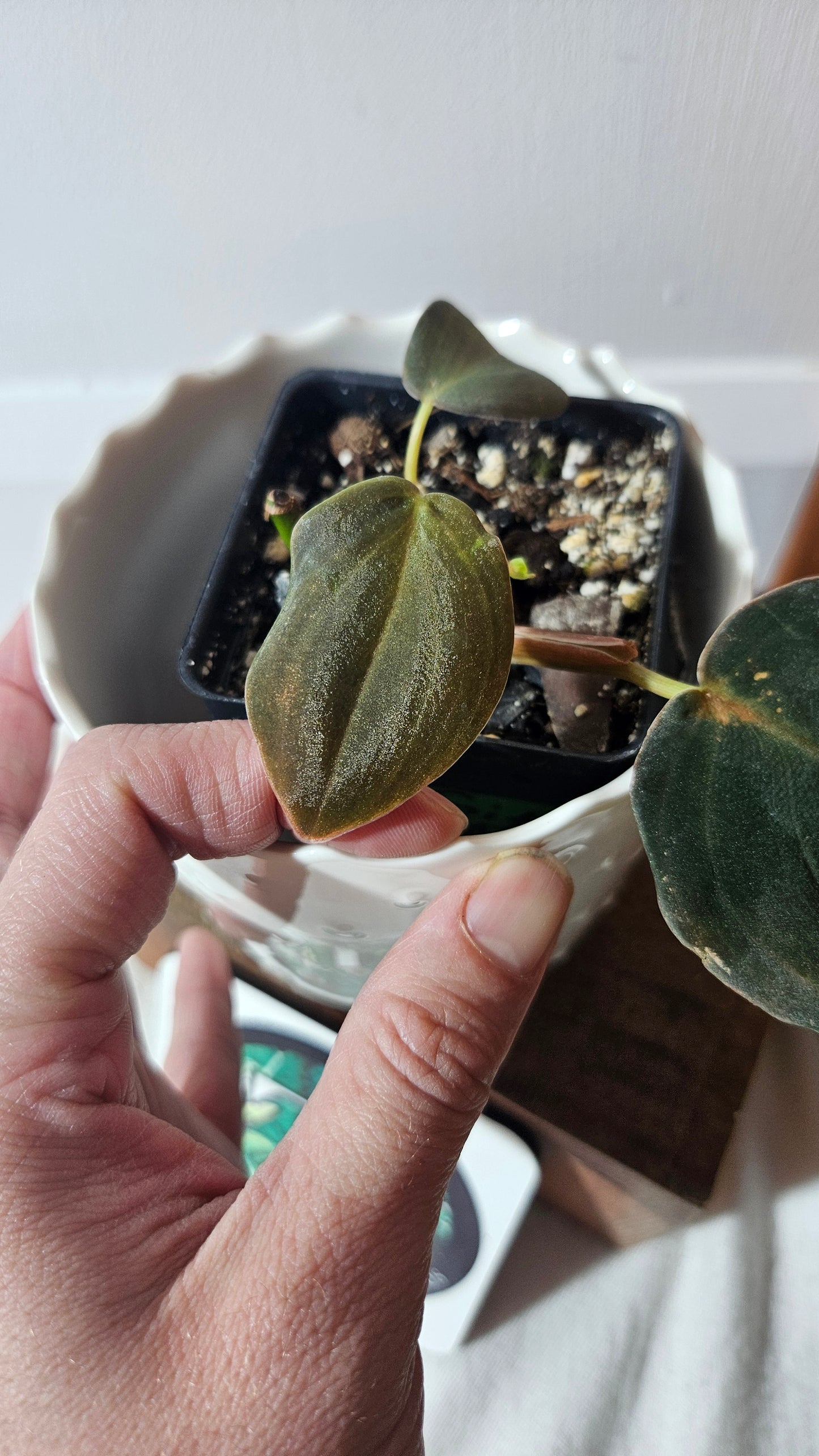 Philodendron Gigas (PHI-776)