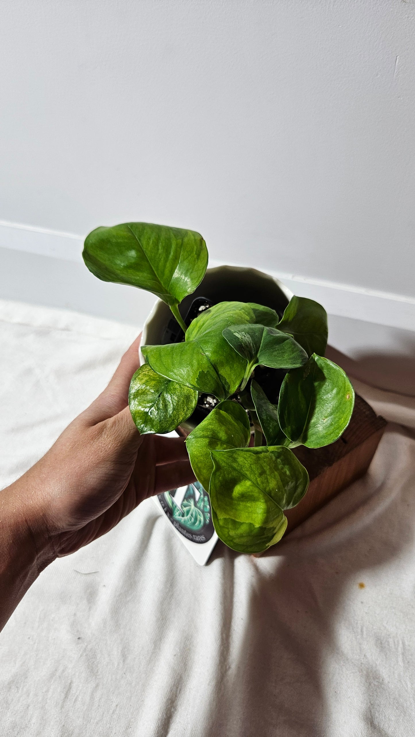 Epipremnum Aureum Manjula yellow/Olivia/Mint (EPI-215)
