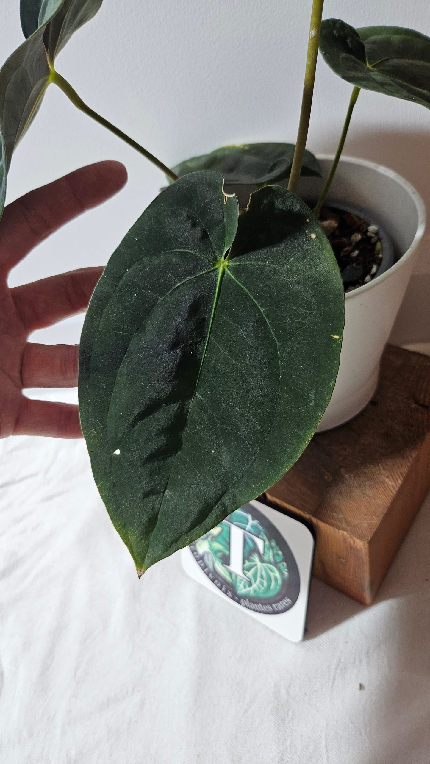 Anthurium Blue Papillilaminum "format LARGE" (ANT-431)