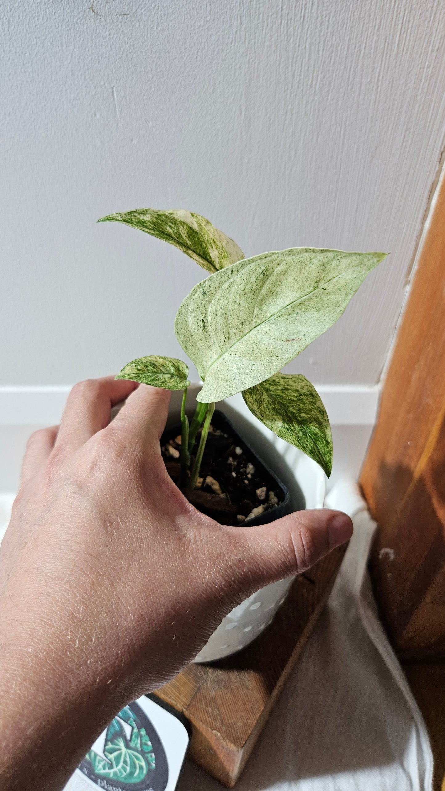 Monstera Laniata Mint (MON-338)
