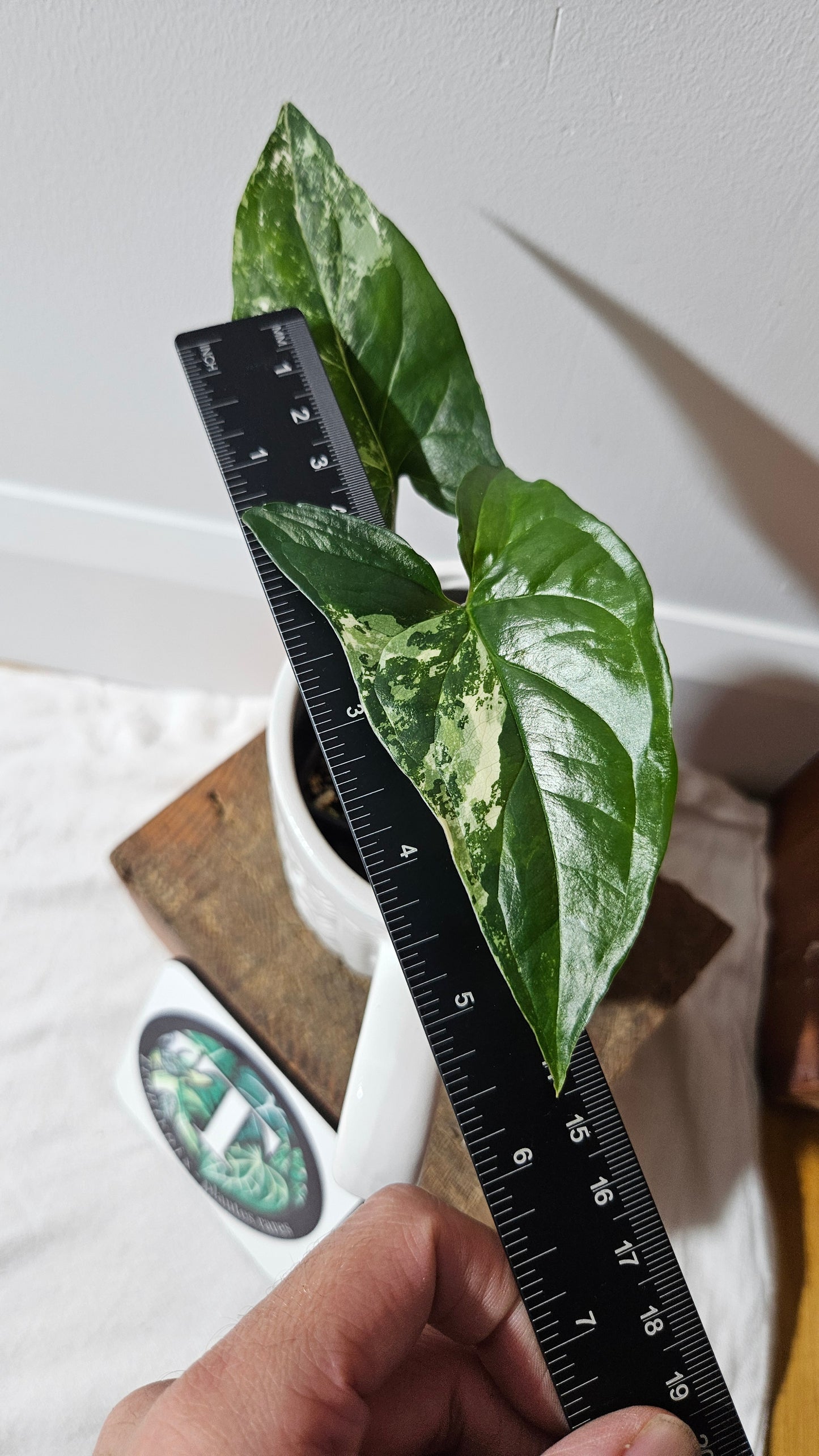 Syngonium Albo (SYN-475)
