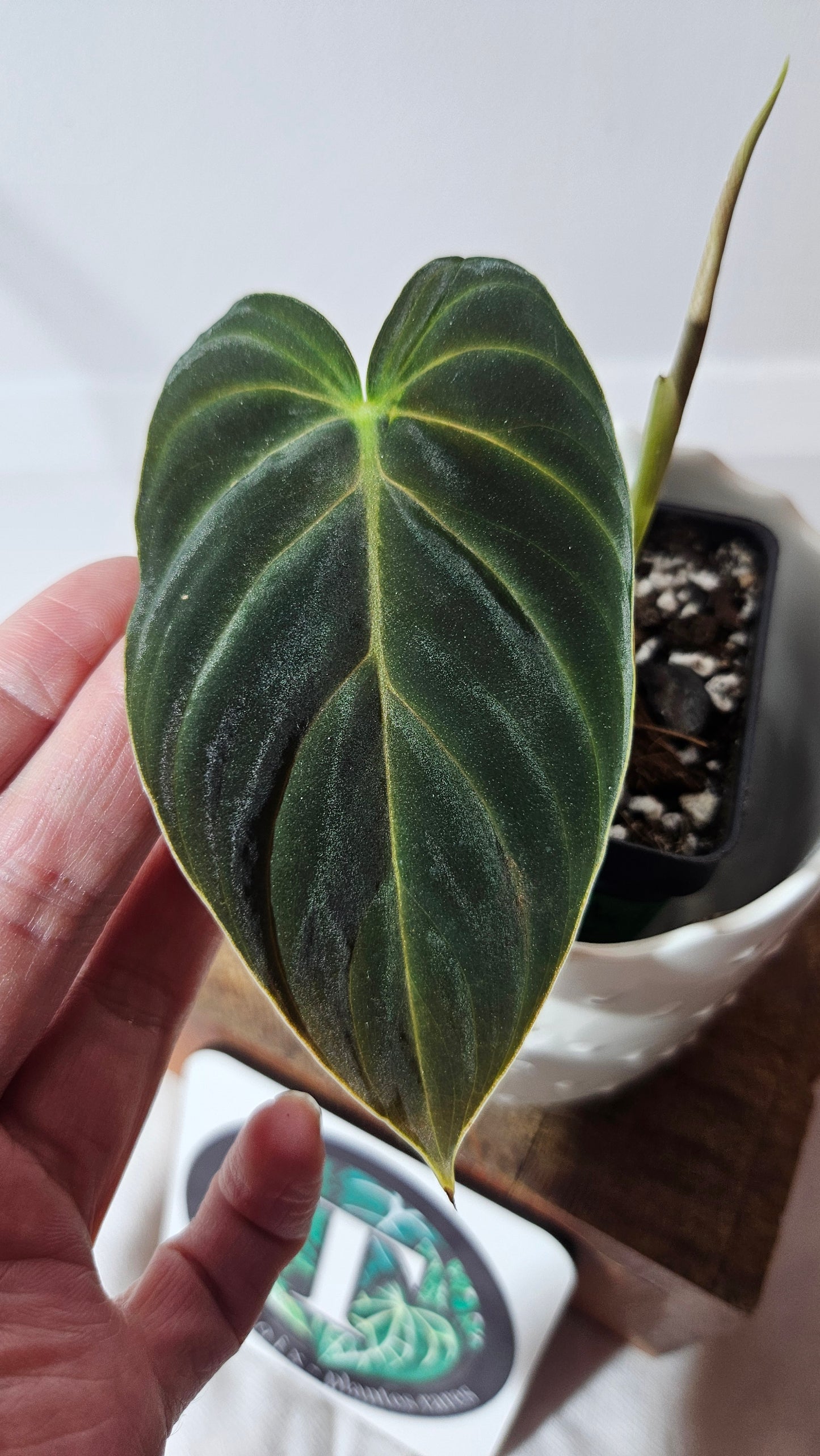Philodendron Splendide (PHI-798)