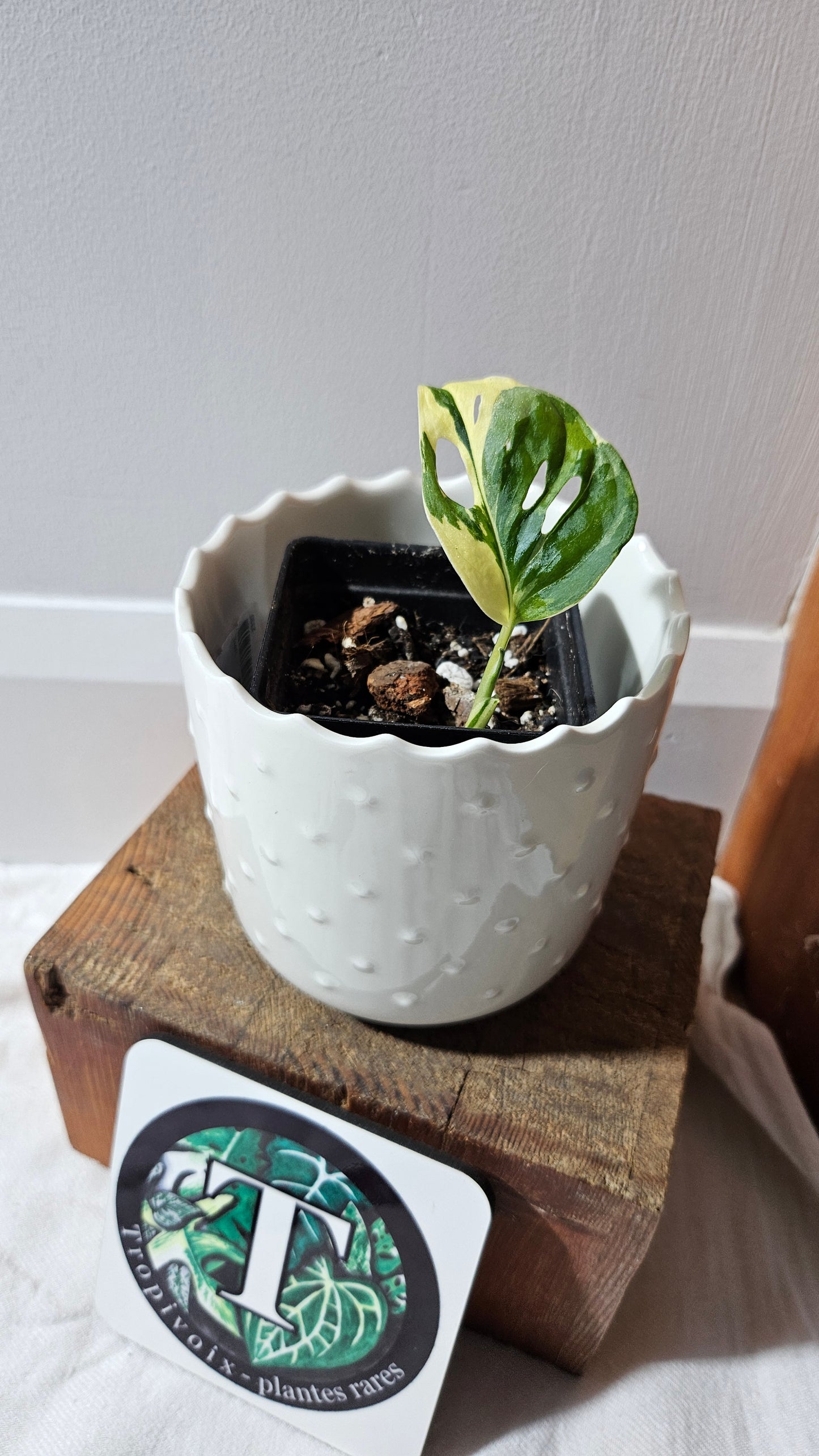 Monstera Andasonii Tricolore (MON-453)