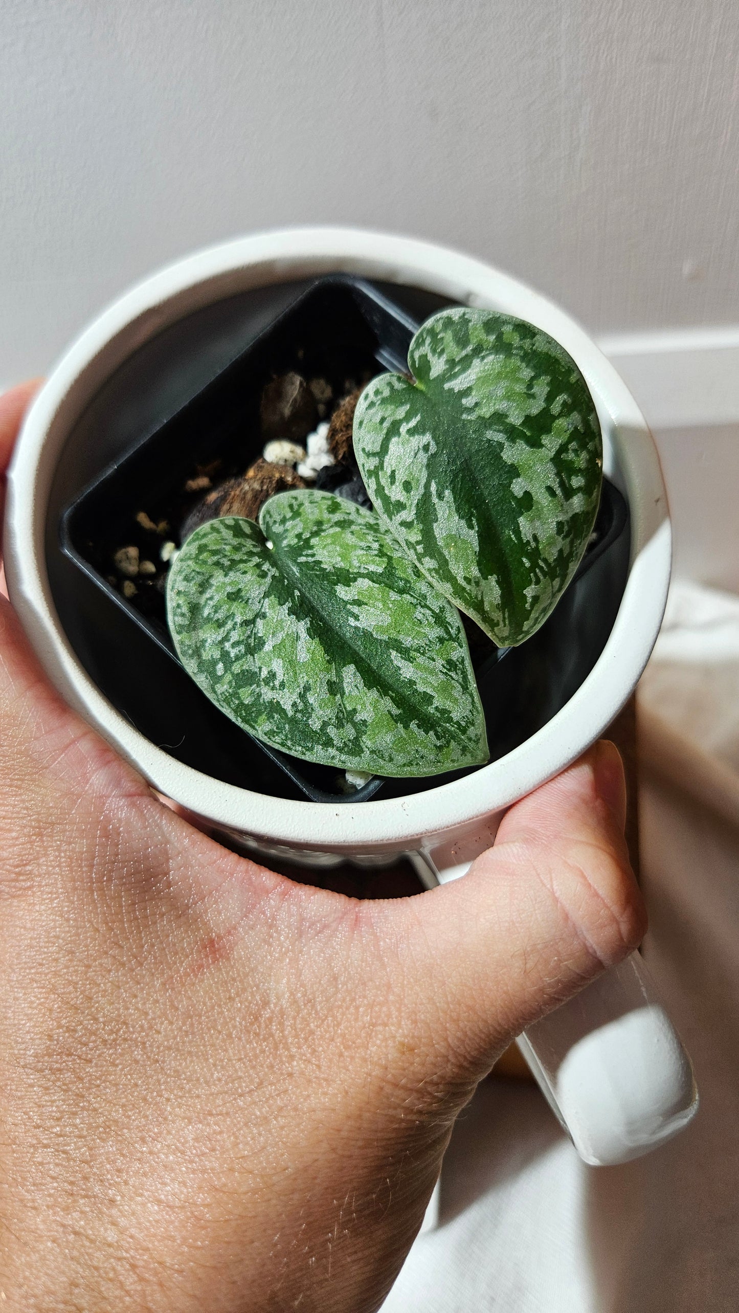 Scindapsus Tricolore silver Platinum (SCI-1233)
