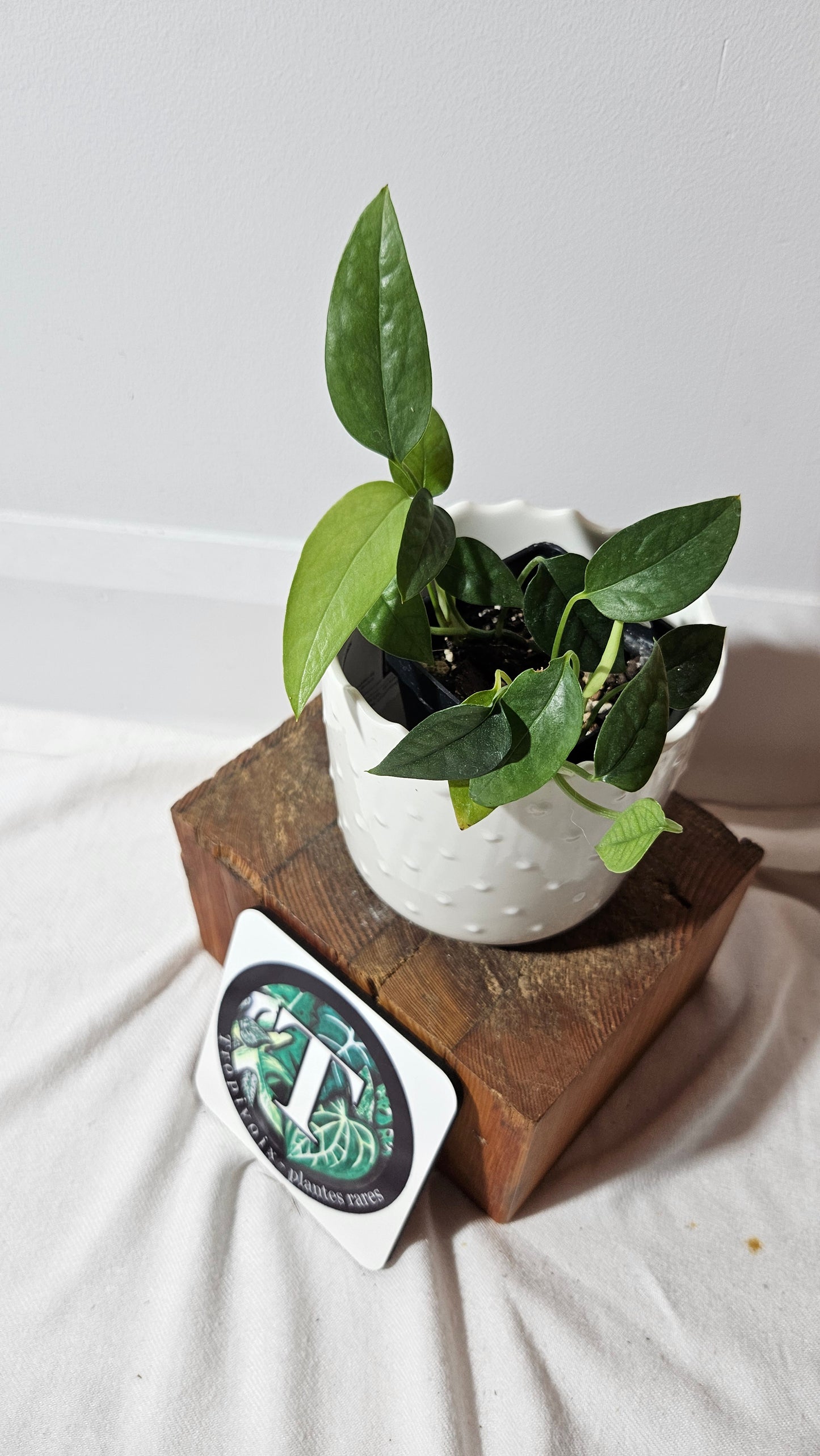 Epipremnum Cebu blue (EPI-173)