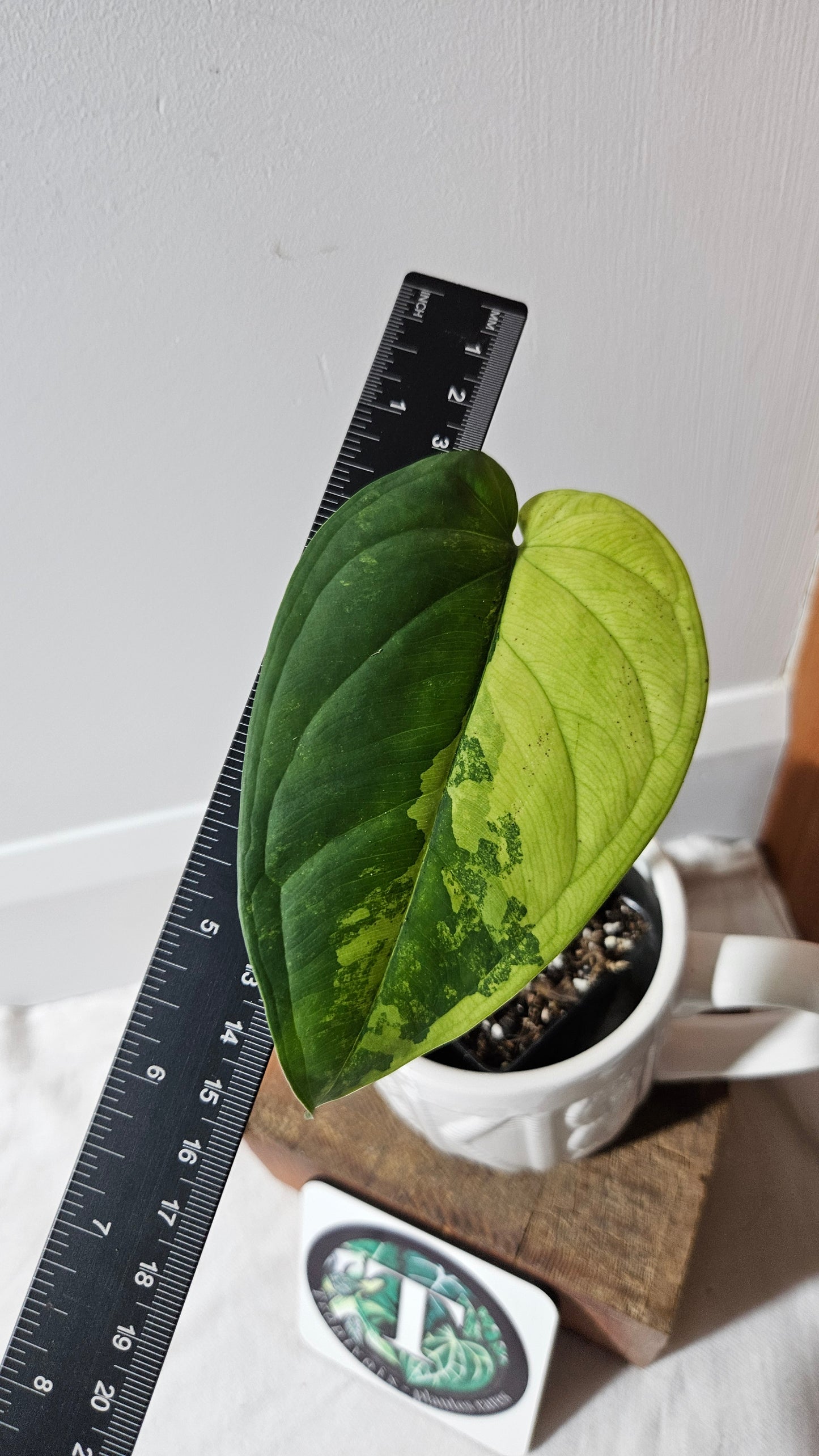 Syngonium Chiapense Albo (SYN-465)