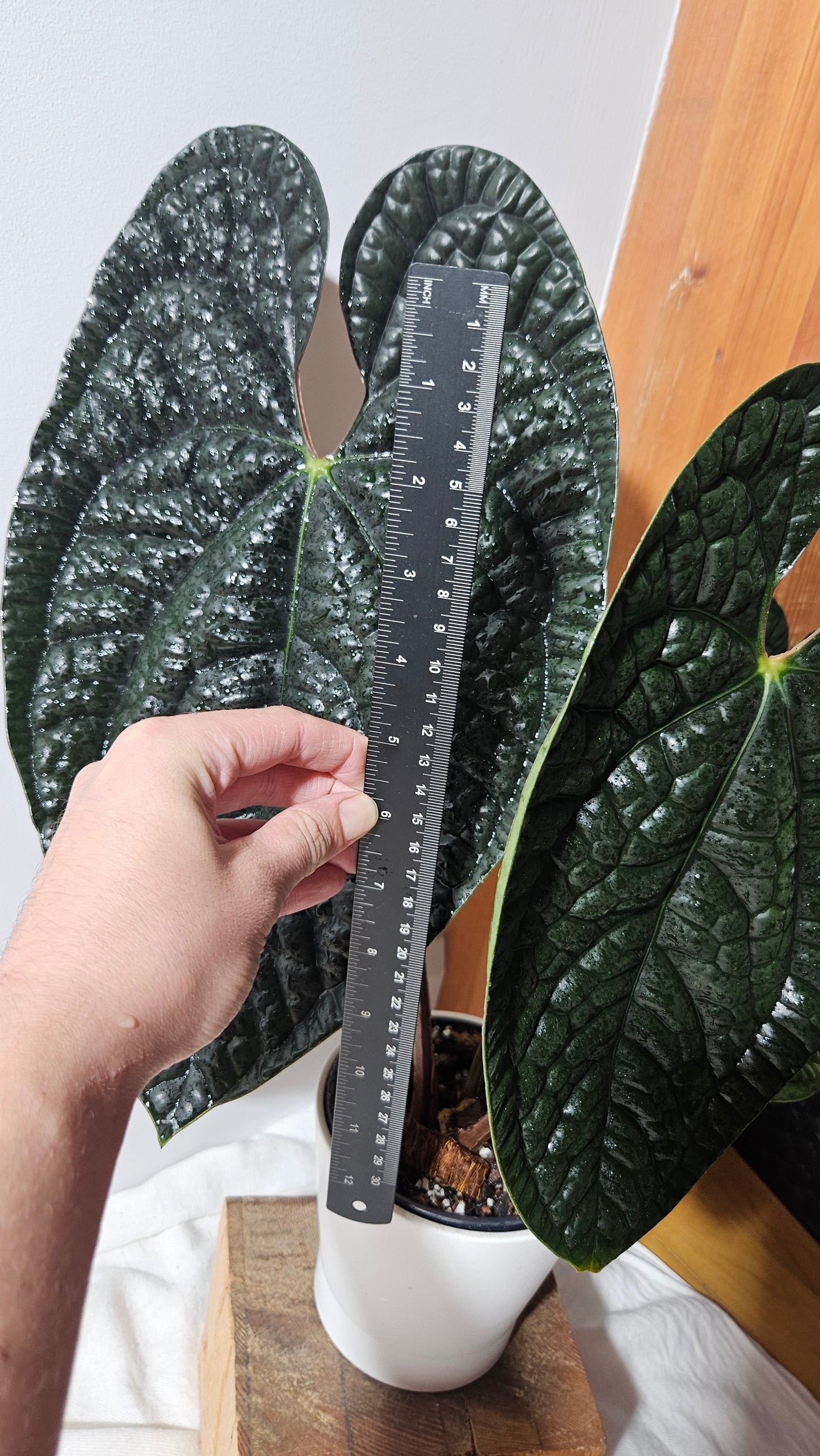 Anthurium Luxurians Dark "format XLARGE" (ANT-422)