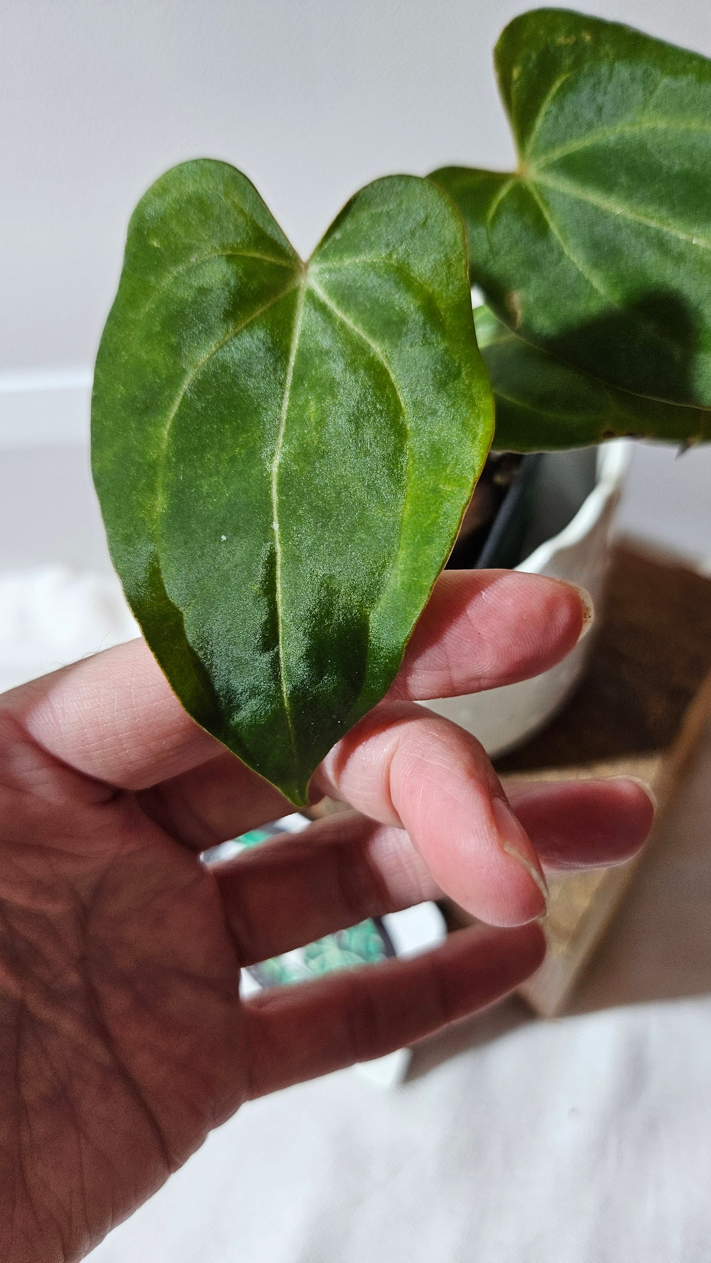 Anthurium Papillilaminum Legend "format PETIT" (ANT-510)