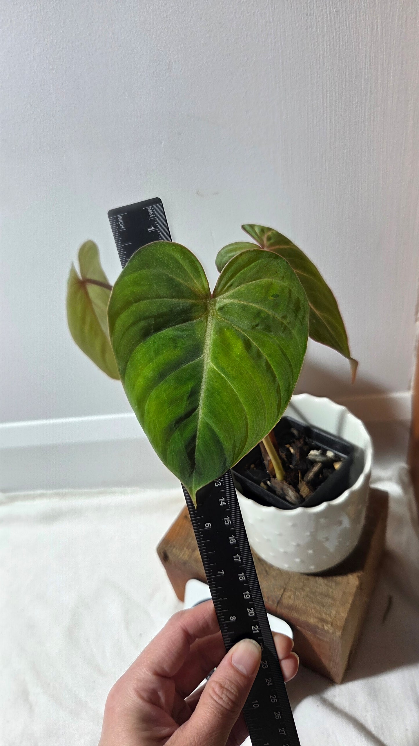 Philodendron Gloriosum (PHI-697)