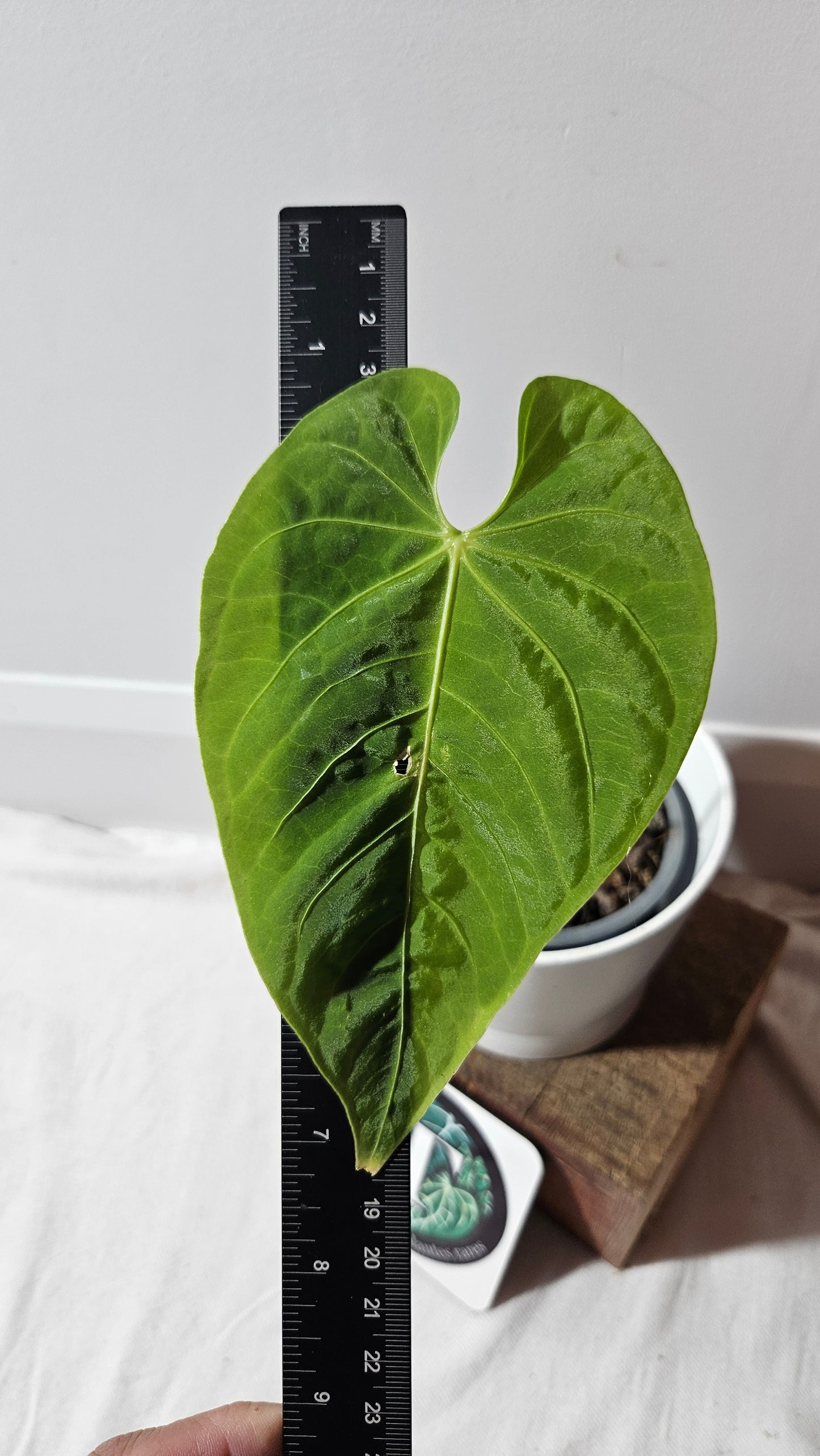 Anthurium Angarmarcanum "format MOYEN" (ANT-153)