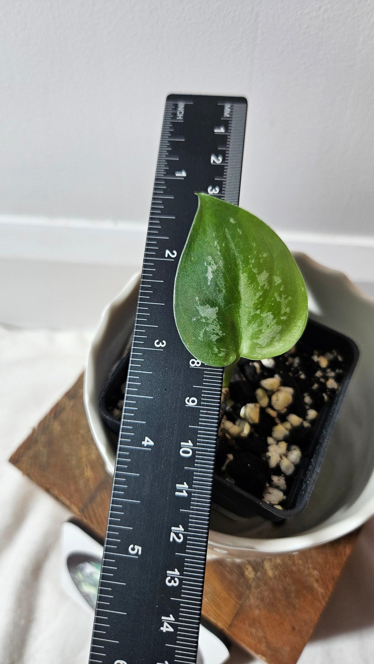 Scindapsus Baticon (SCI-840)
