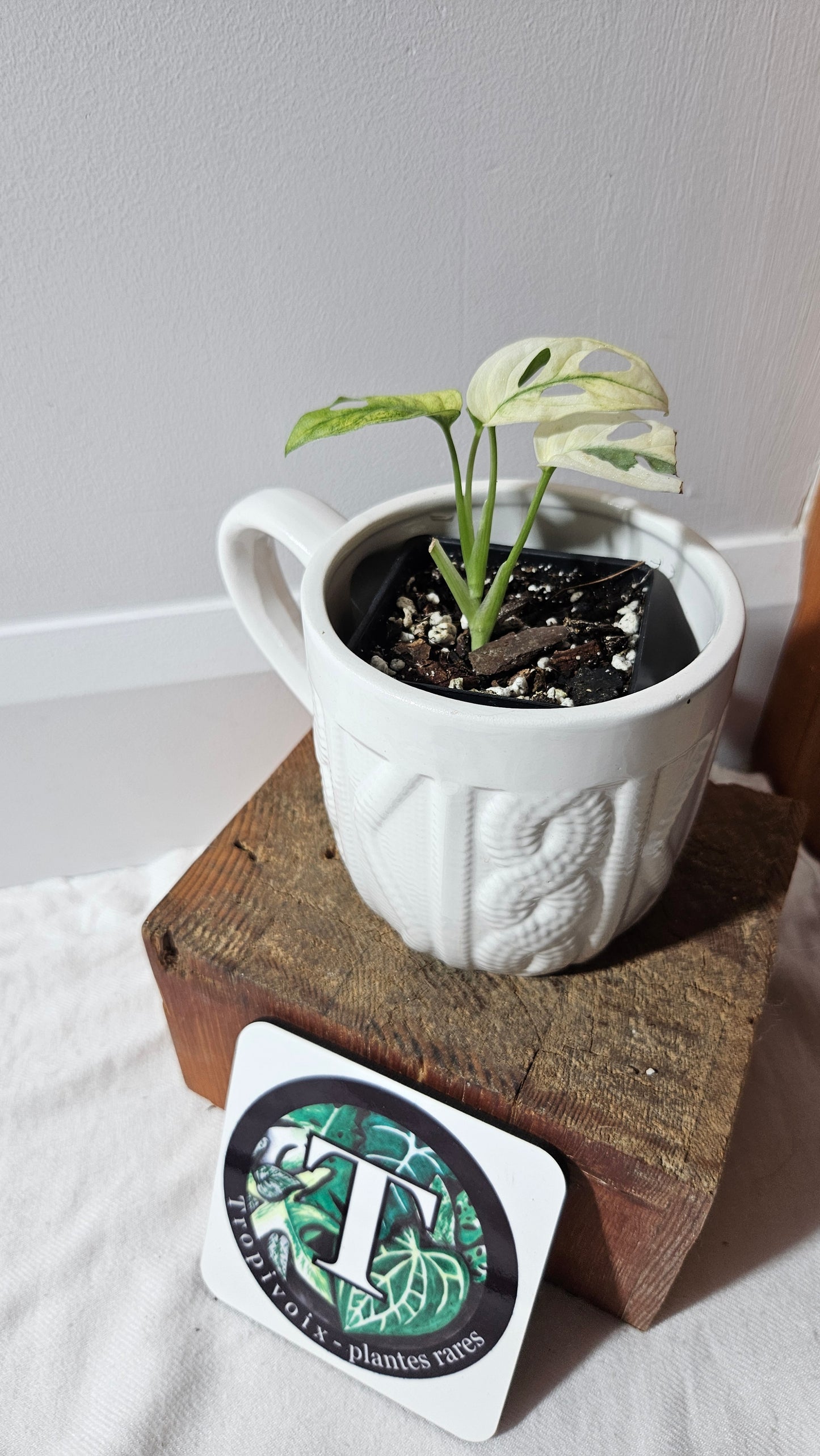 Monstera Andasonii Archipelago Ghost (MON-468)