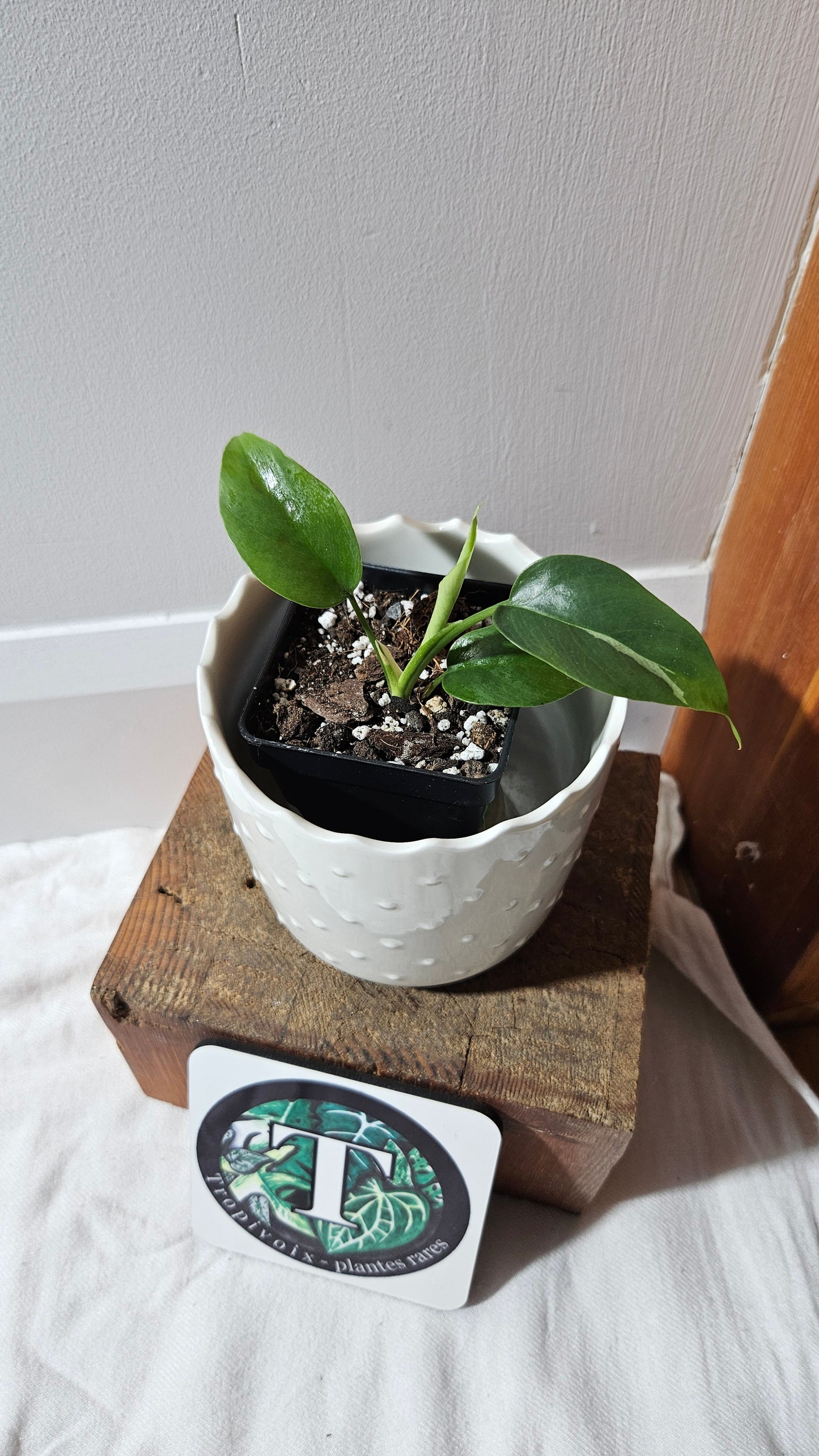 Rhaphidophora Tetrasperma Variegata (AUT-078)
