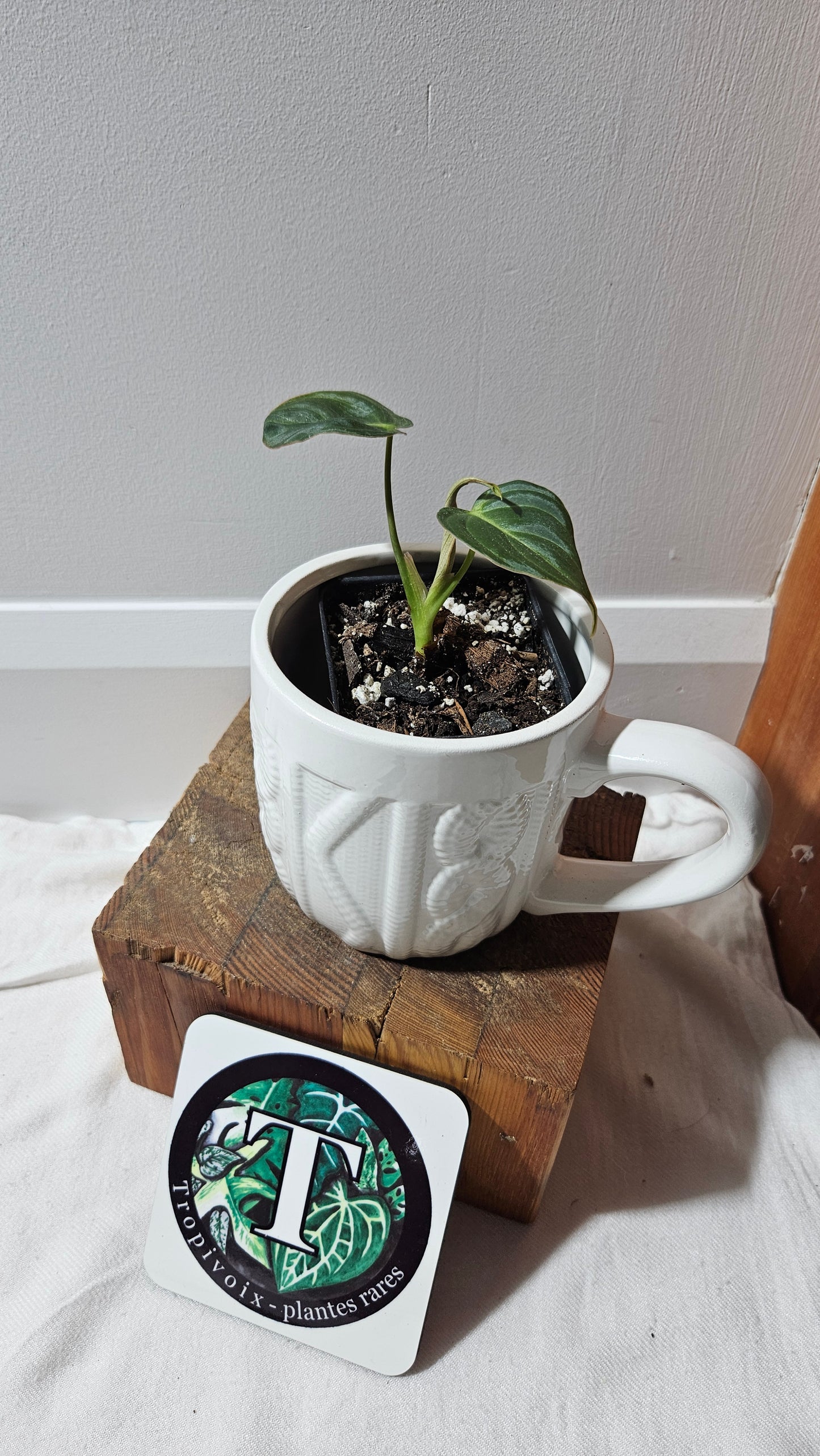Philodendron Glorious (PHI-903)