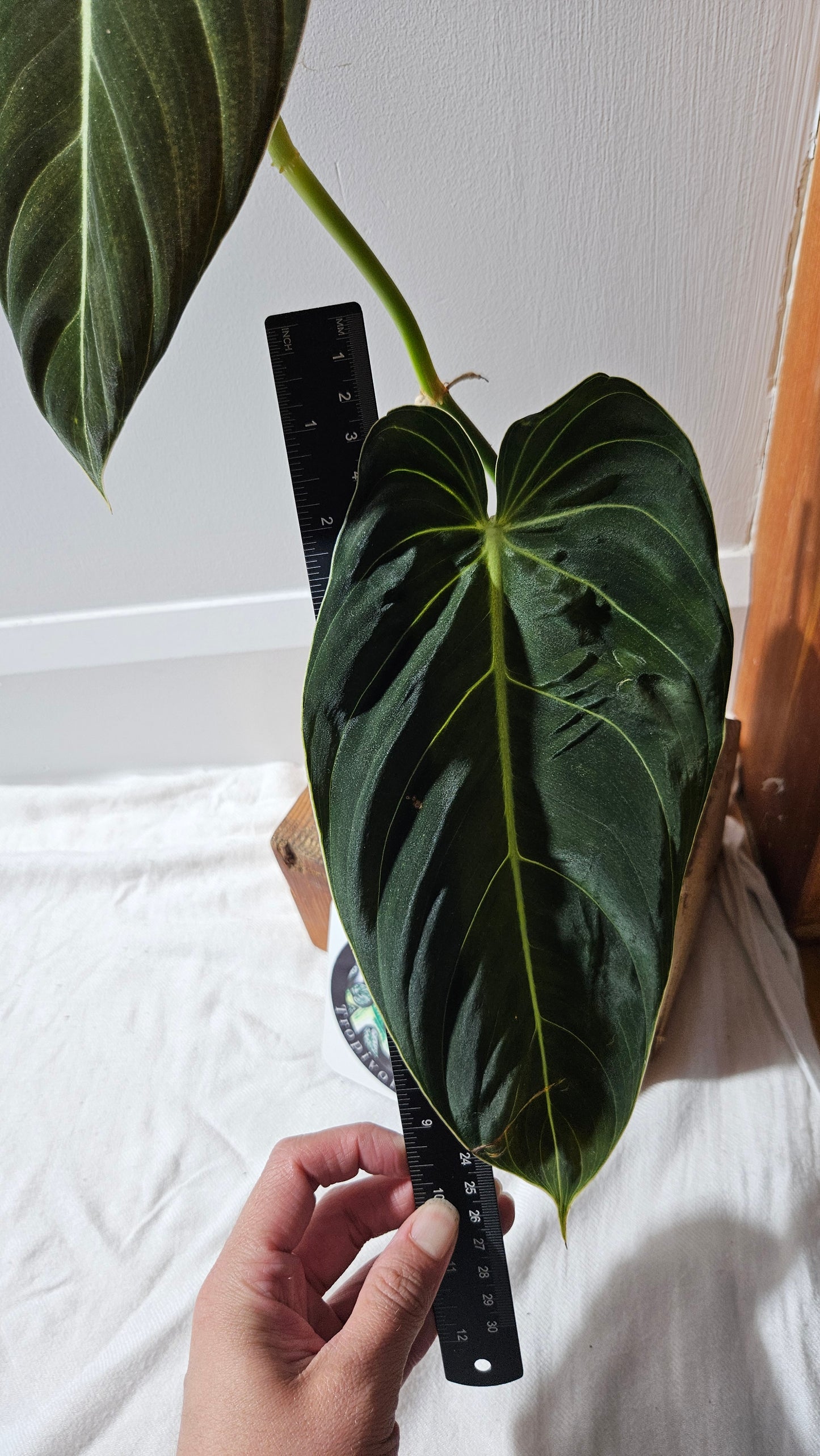 Philodendron Melanochrysum "Large"(PHI-864)