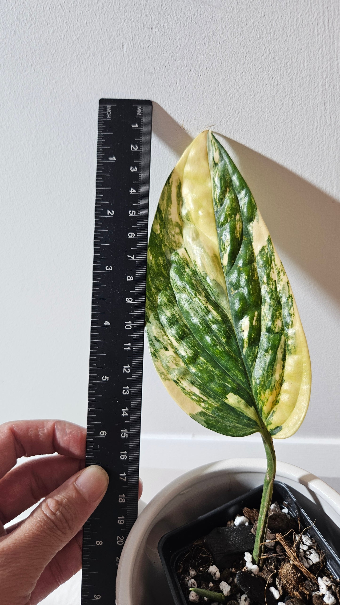 Monstera Karstenianum/Peru Variegata (MON-465)