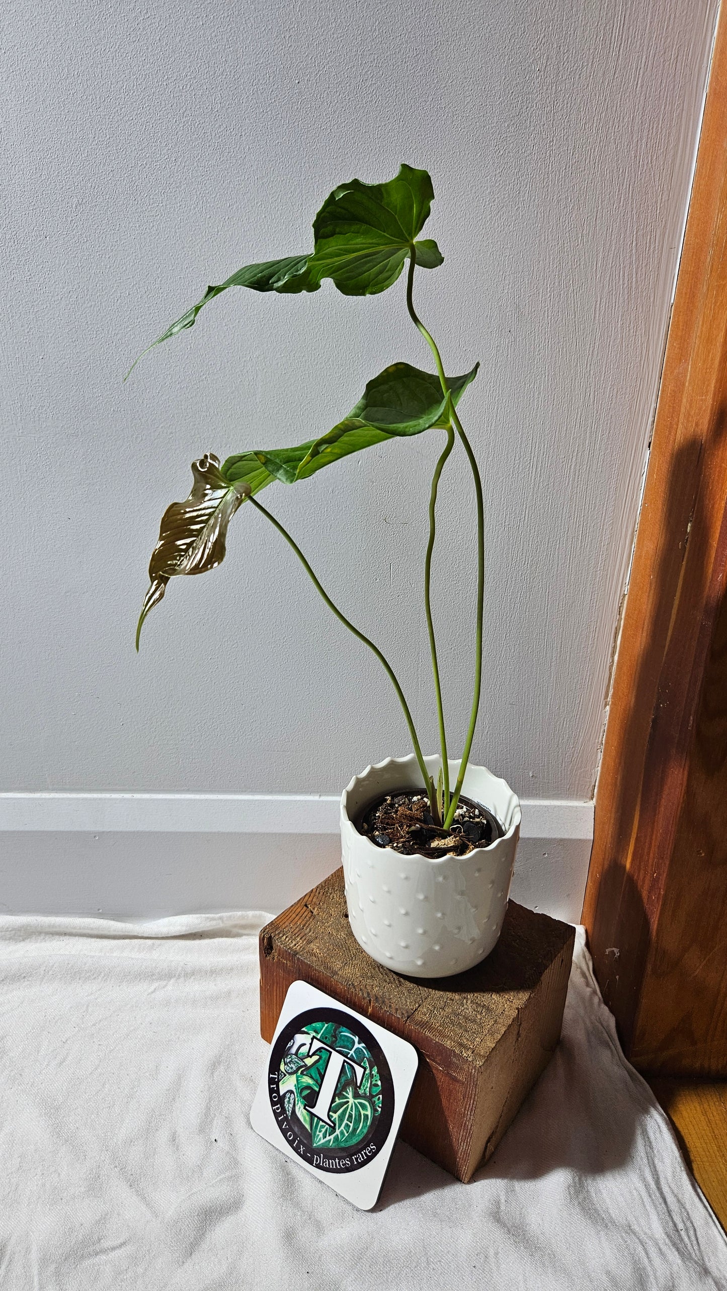 Anthurium Urbanii "Format LARGE" (ANT-442)