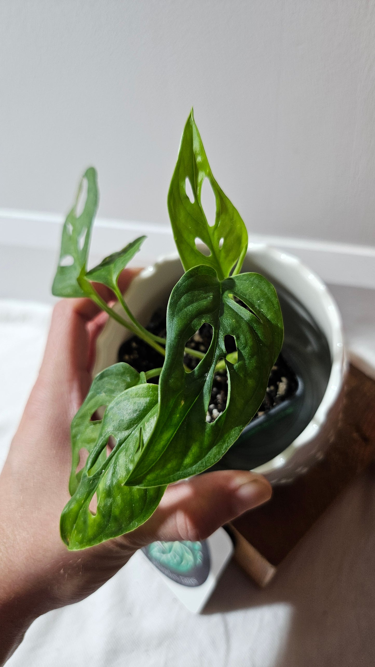 Monstera Obliqua Aff Tena (MON-265)