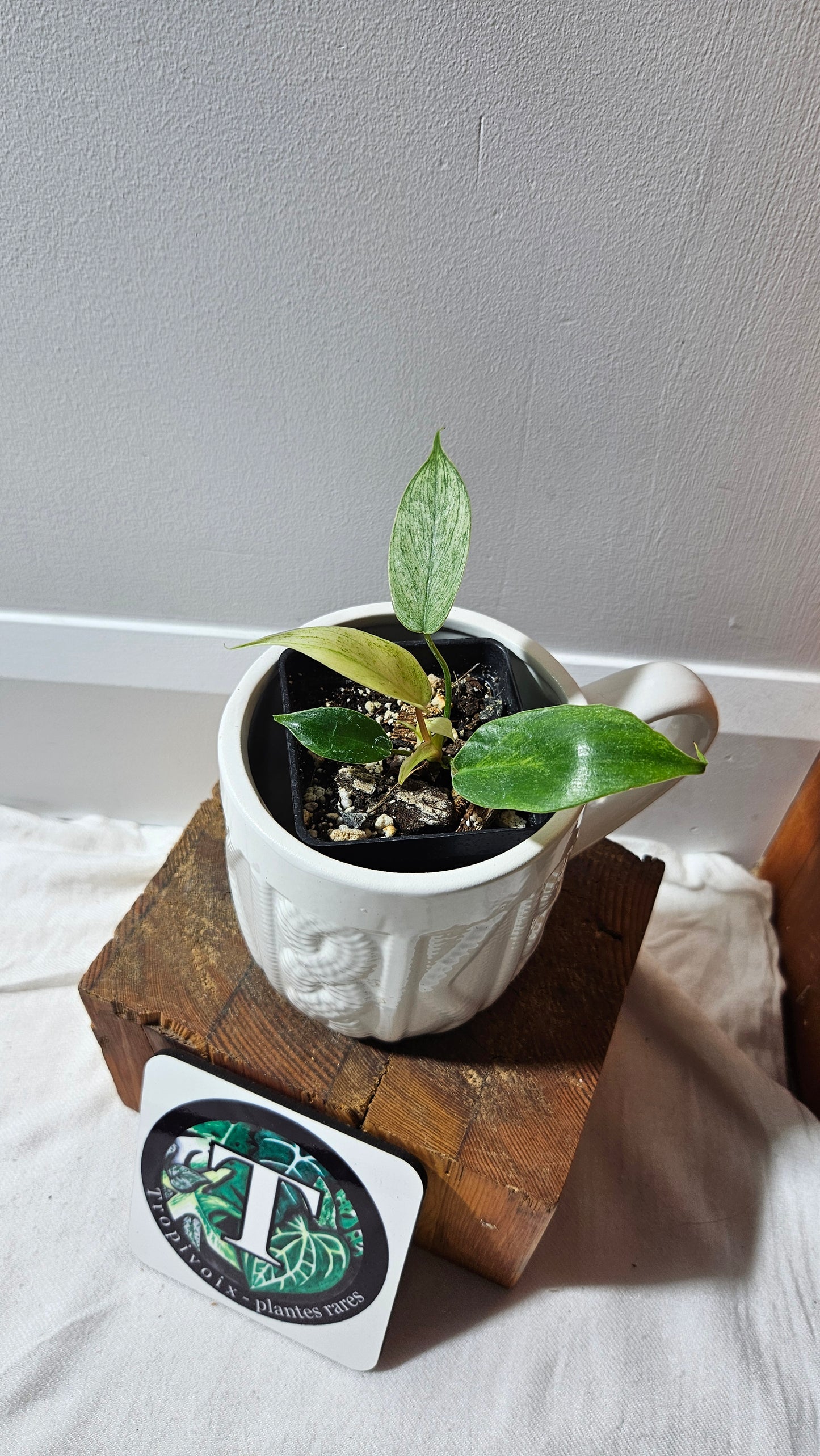 Philodendron Florida Ghost (PHI-623)