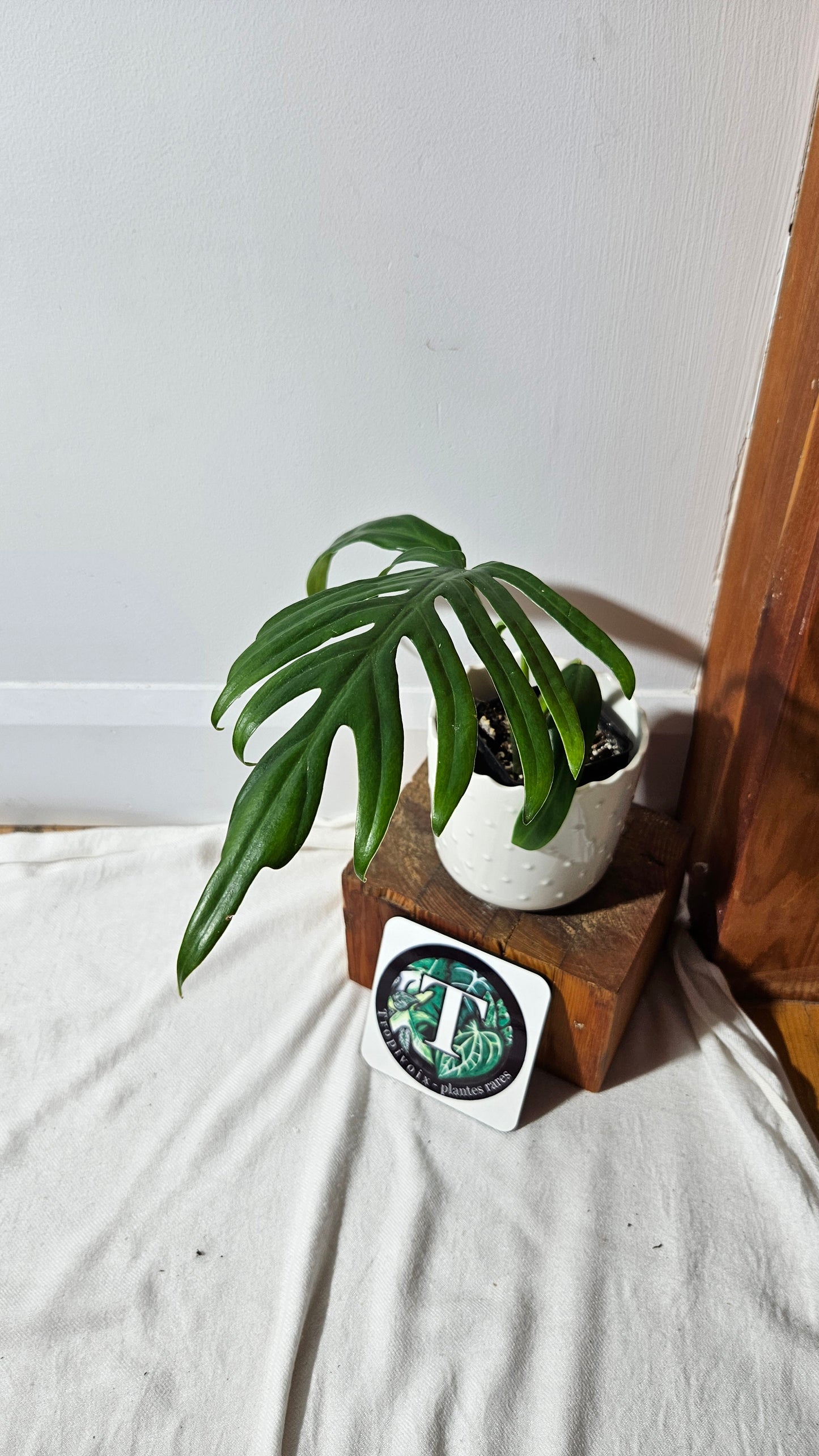 Philodendron Élégant (d'équateur)(PHI-838)