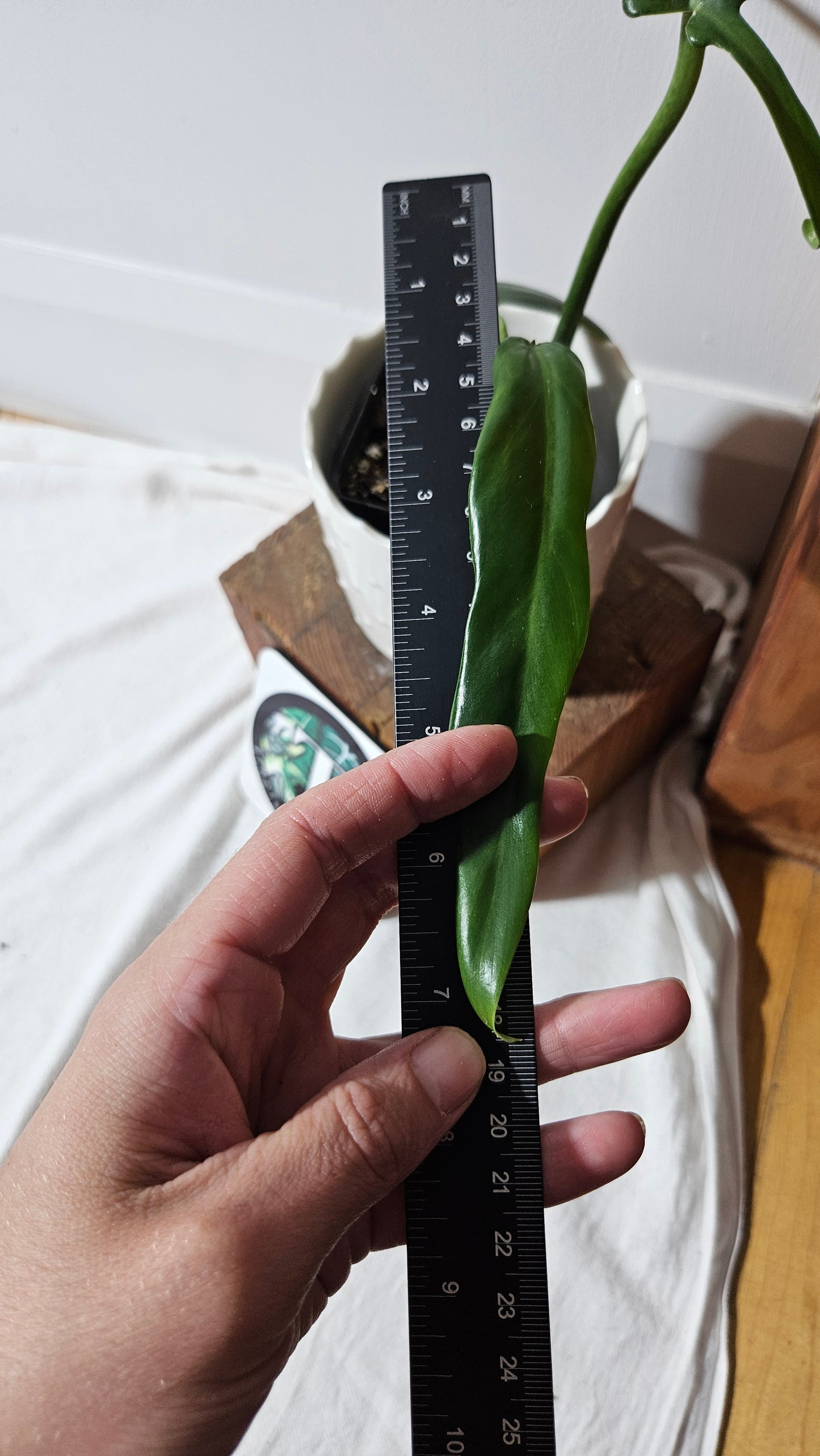 Philodendron Élégant (d'équateur)(PHI-838)