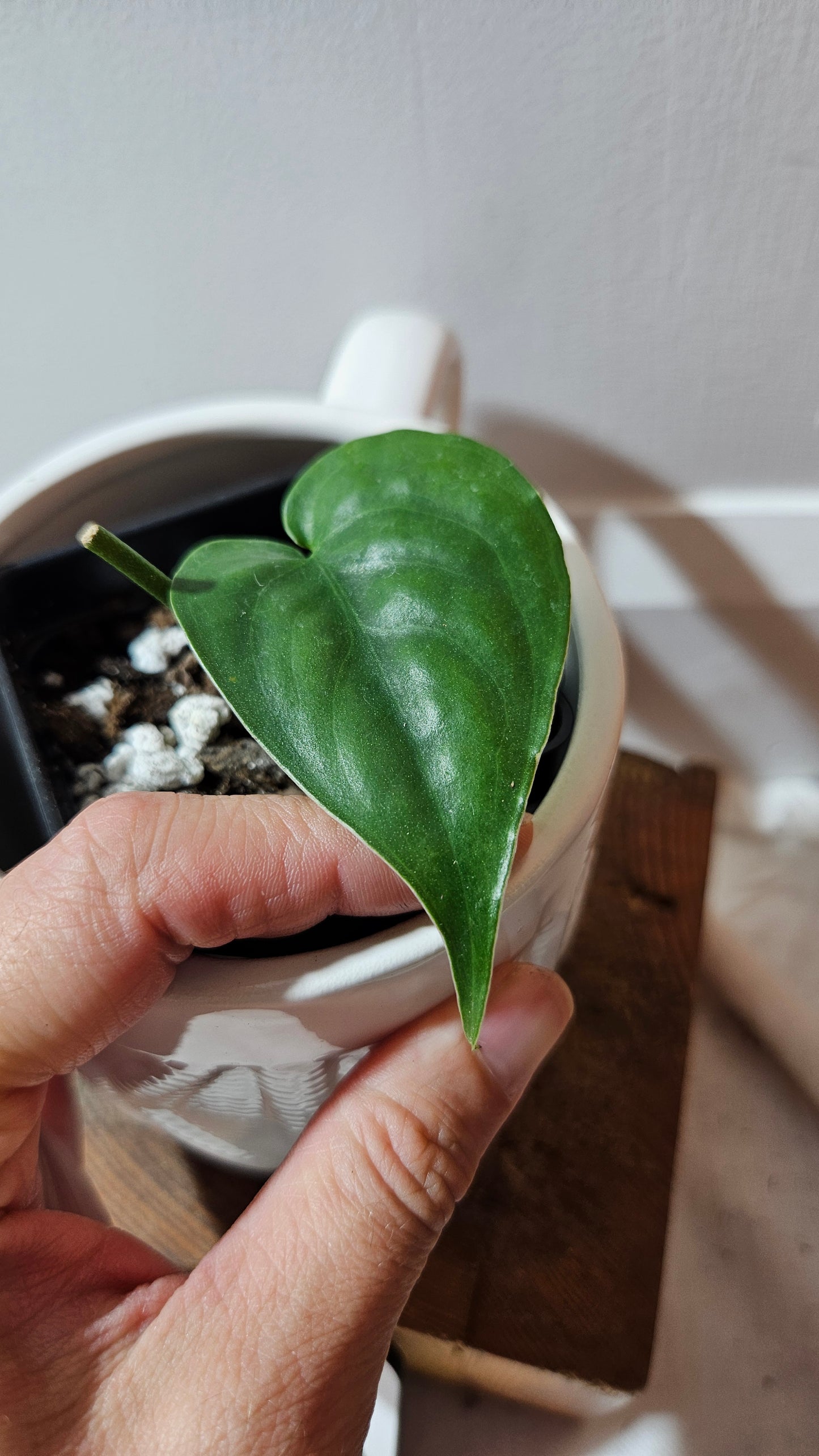 Scindapsus Lucens (SCI-1260)